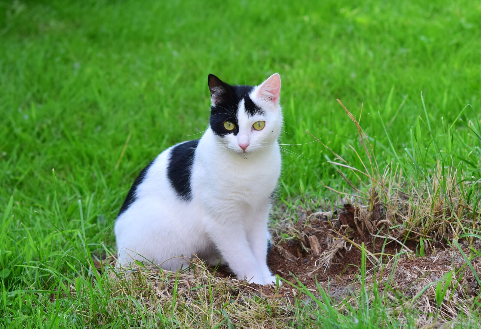 Nikon D5300 sample photo. Cat, young cat, domestic photography