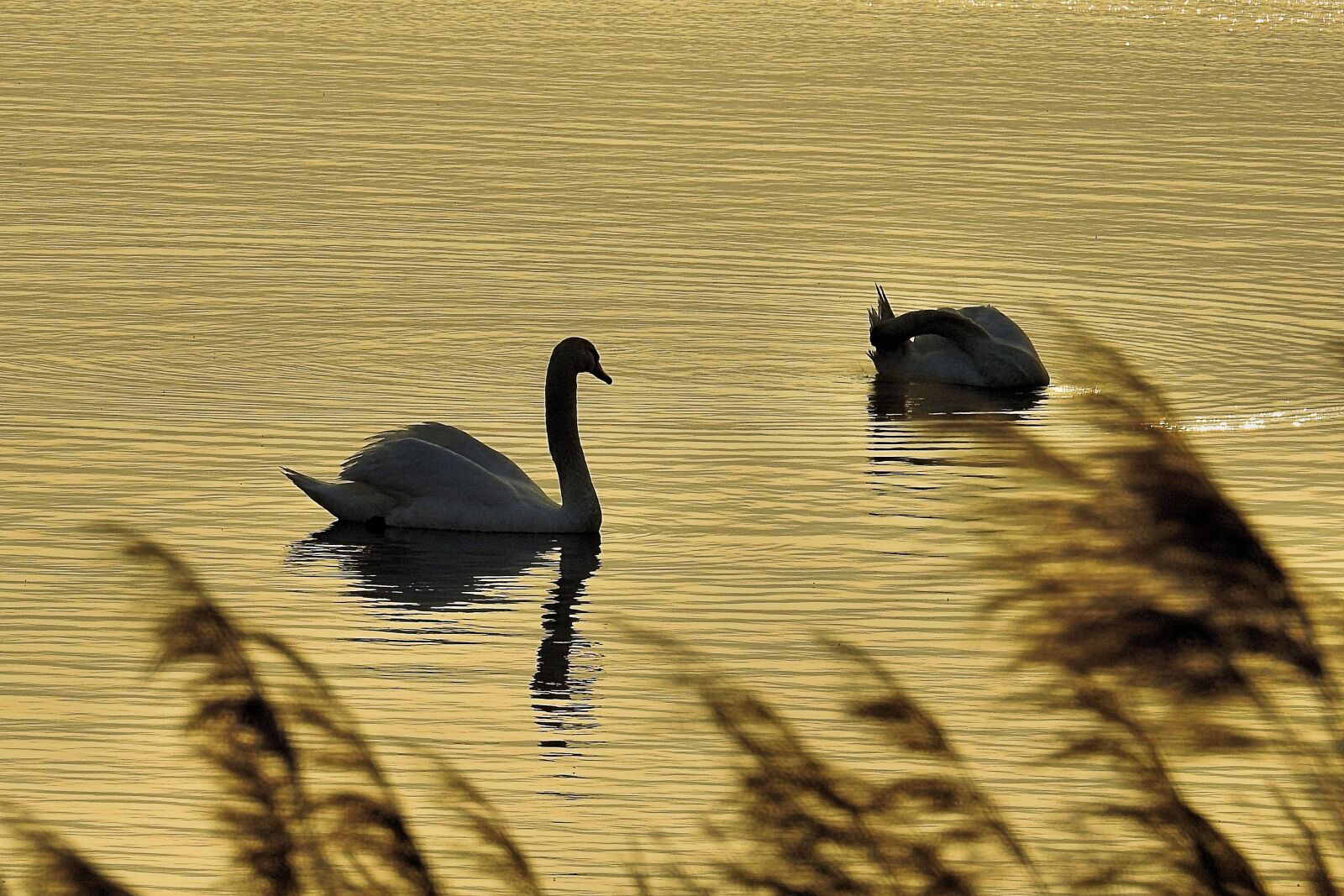 Nikon Coolpix P900 sample photo. Bird, waters, lake photography