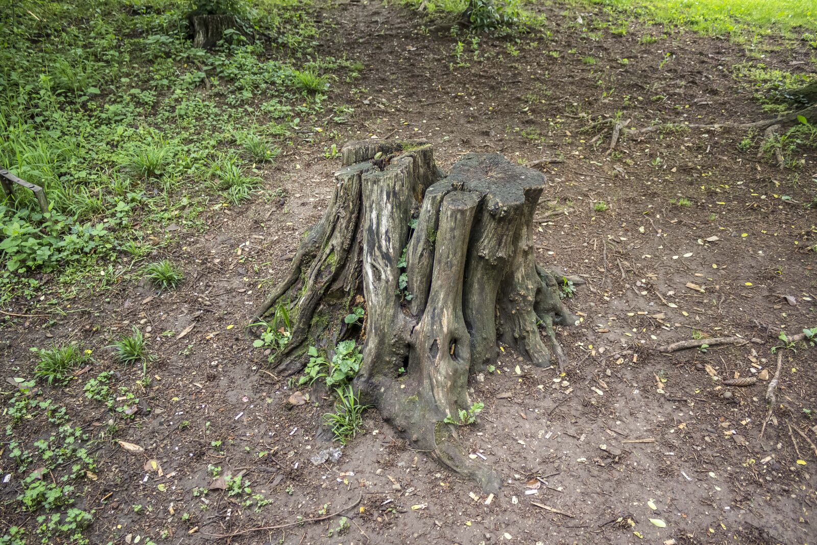 Canon EOS 600D (Rebel EOS T3i / EOS Kiss X5) sample photo. Stump, tree, wood photography