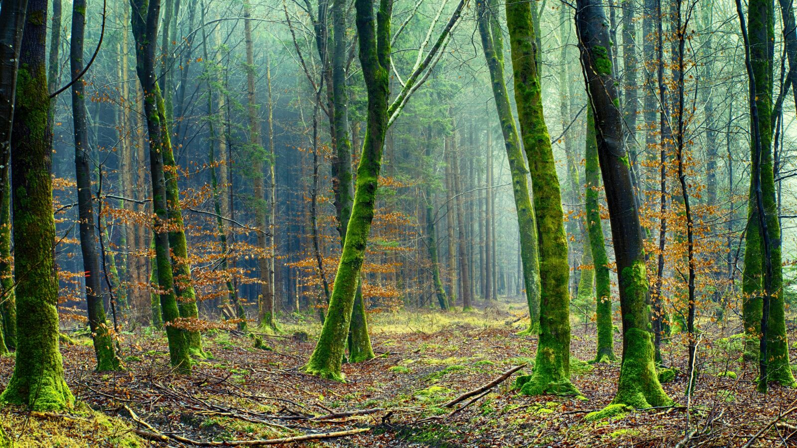 Sony a7 + Sony DT 50mm F1.8 SAM sample photo. Nature, forest, tree photography
