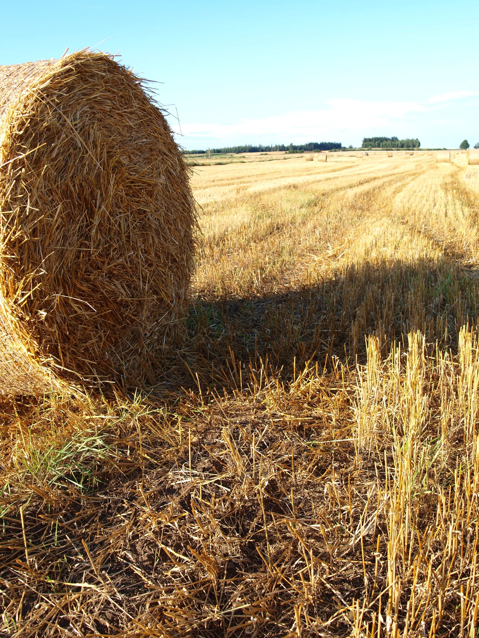 Olympus E-420 (EVOLT E-420) sample photo. Straw, field, agriculture photography