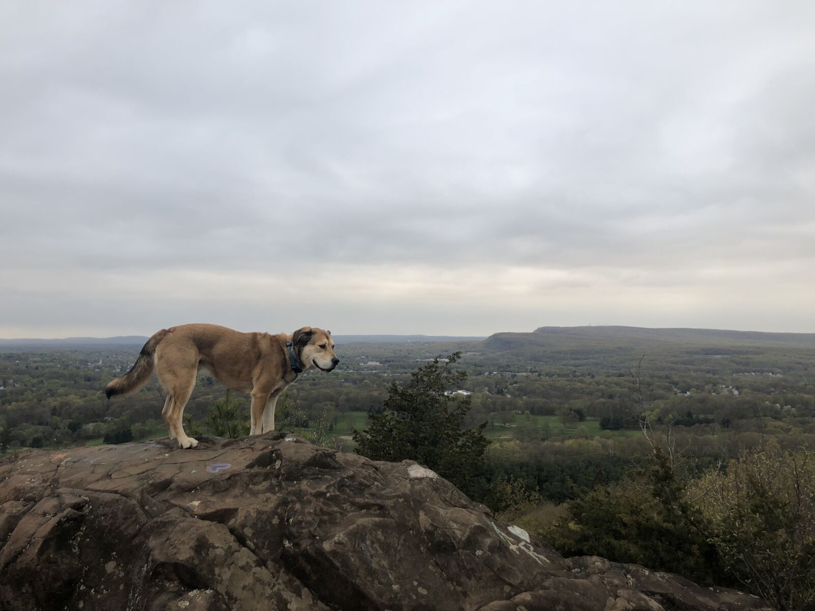 iPhone 8 back camera 3.99mm f/1.8 sample photo. Dog, hiking, nature photography