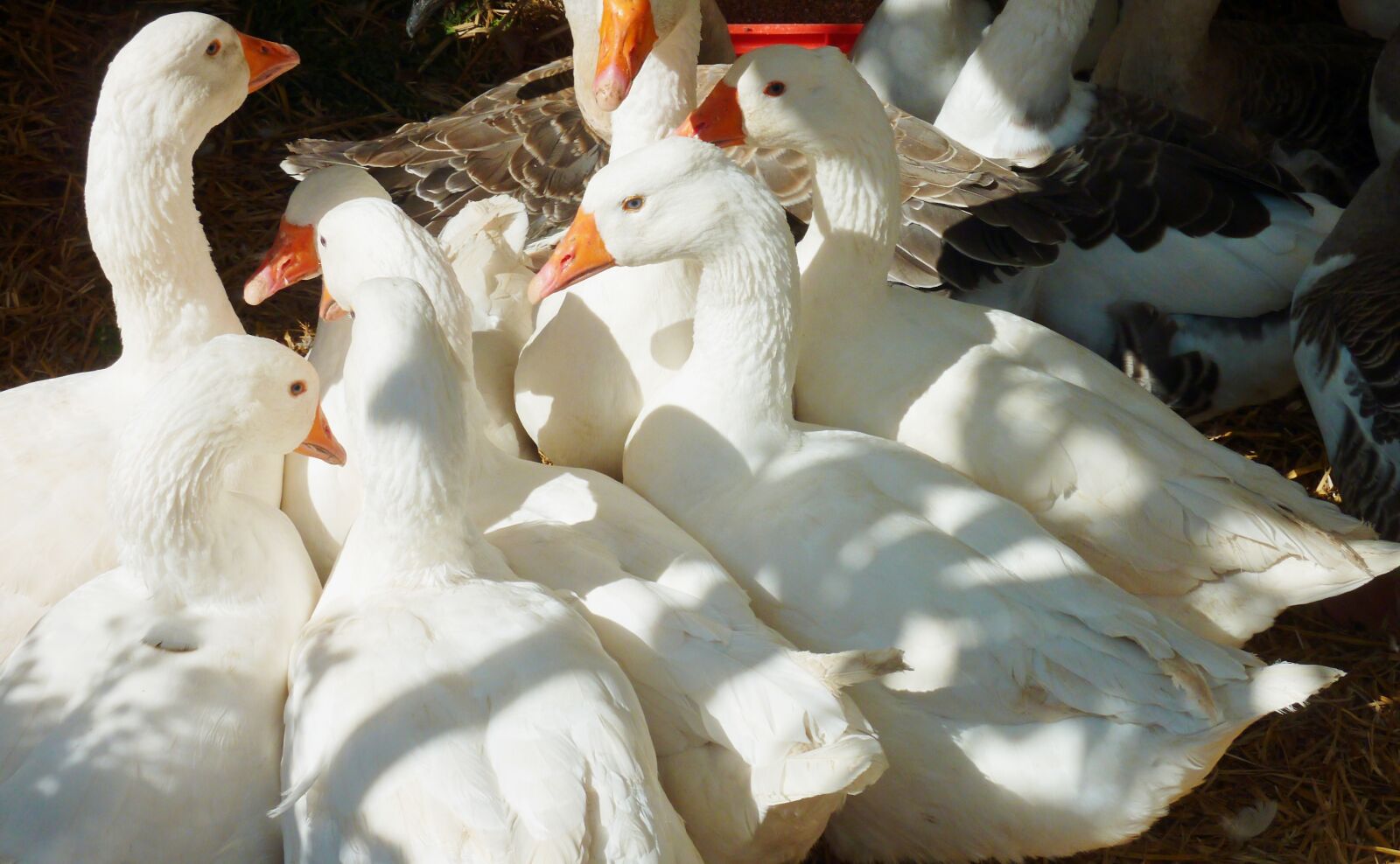Panasonic DMC-TZ7 sample photo. Goose, geese, plumage photography