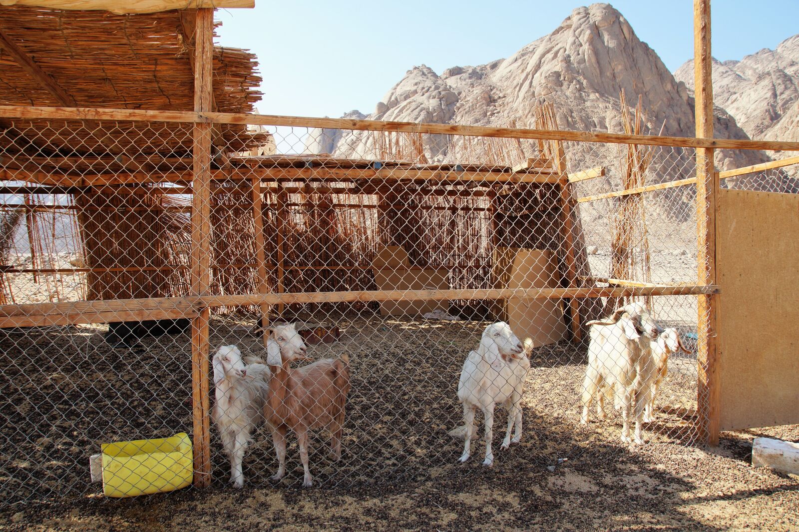 Sony SLT-A58 sample photo. Desert, breeding, pen photography