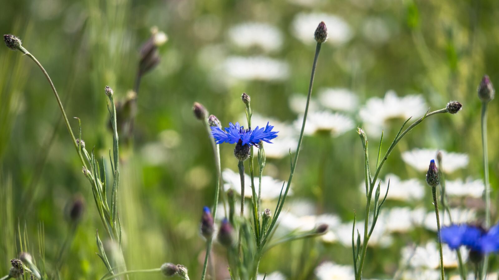 Canon PowerShot G3 X sample photo. Cornflower, blossom, bloom photography
