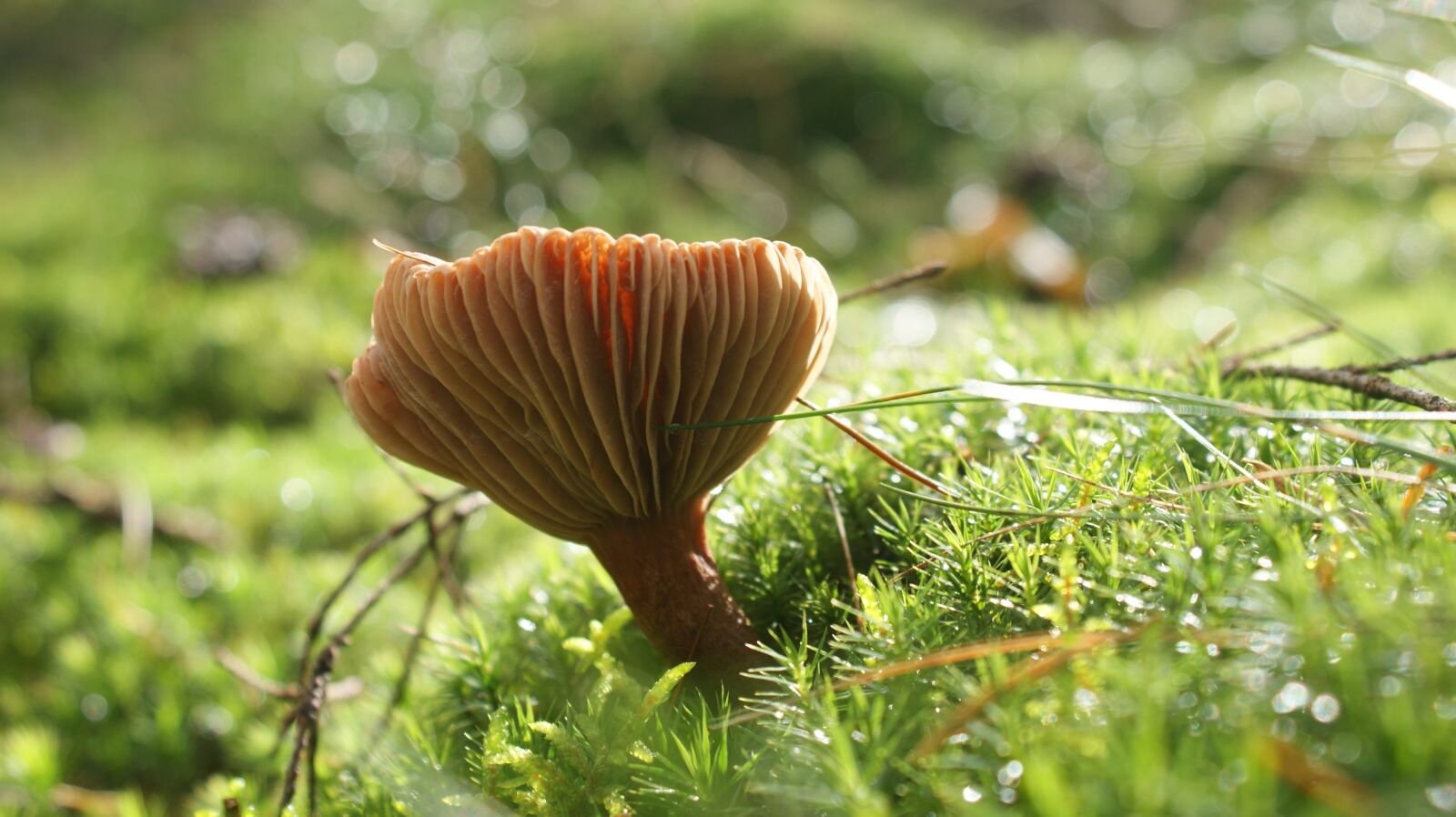 Sony Alpha DSLR-A350 sample photo. Mushroom, moss, magic photography
