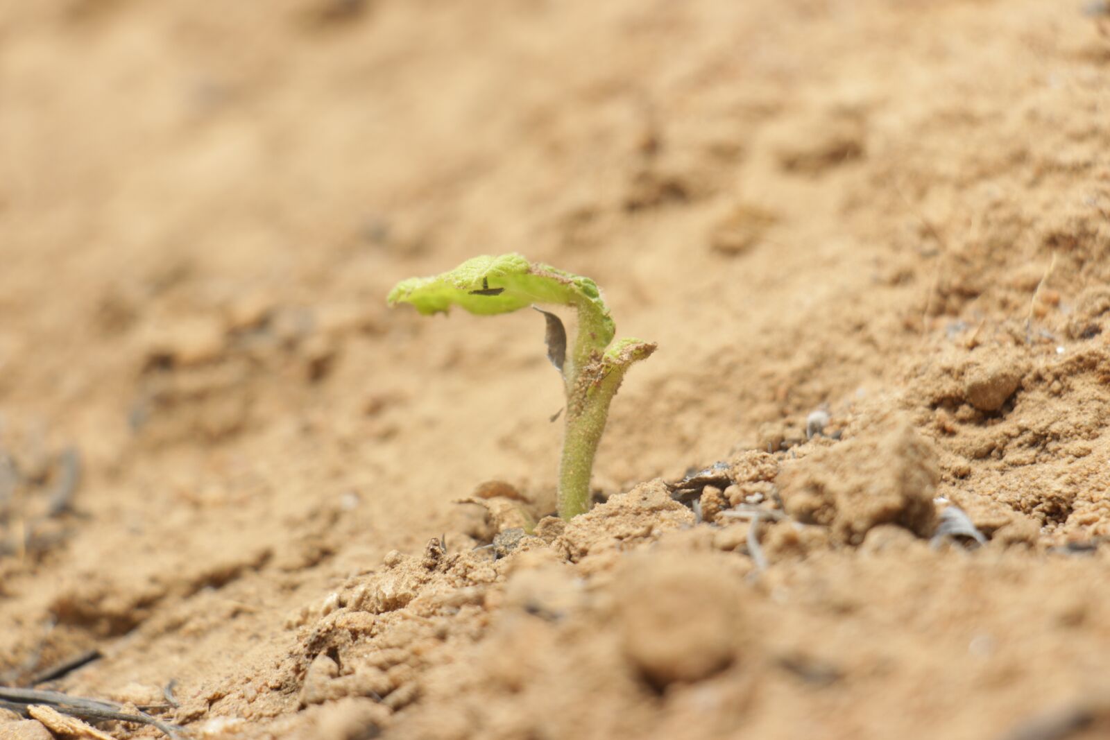 Canon EOS 650D (EOS Rebel T4i / EOS Kiss X6i) sample photo. Sand, nature, earth photography