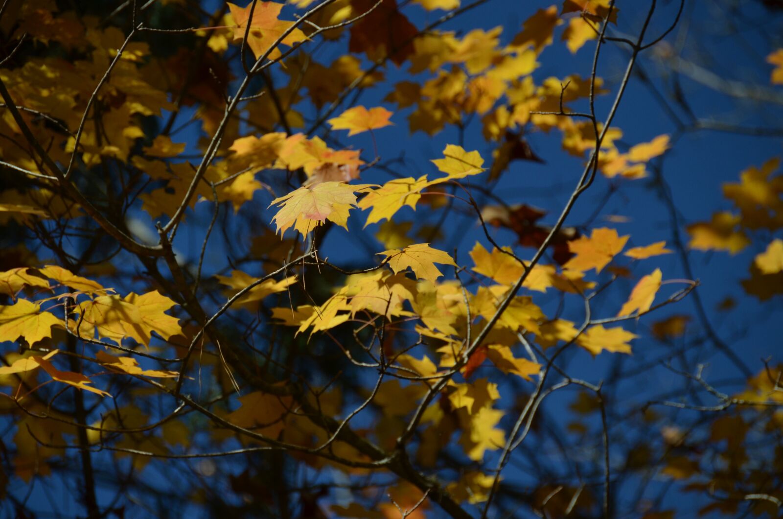Nikon D7000 sample photo. Autumn, tree, leaves photography
