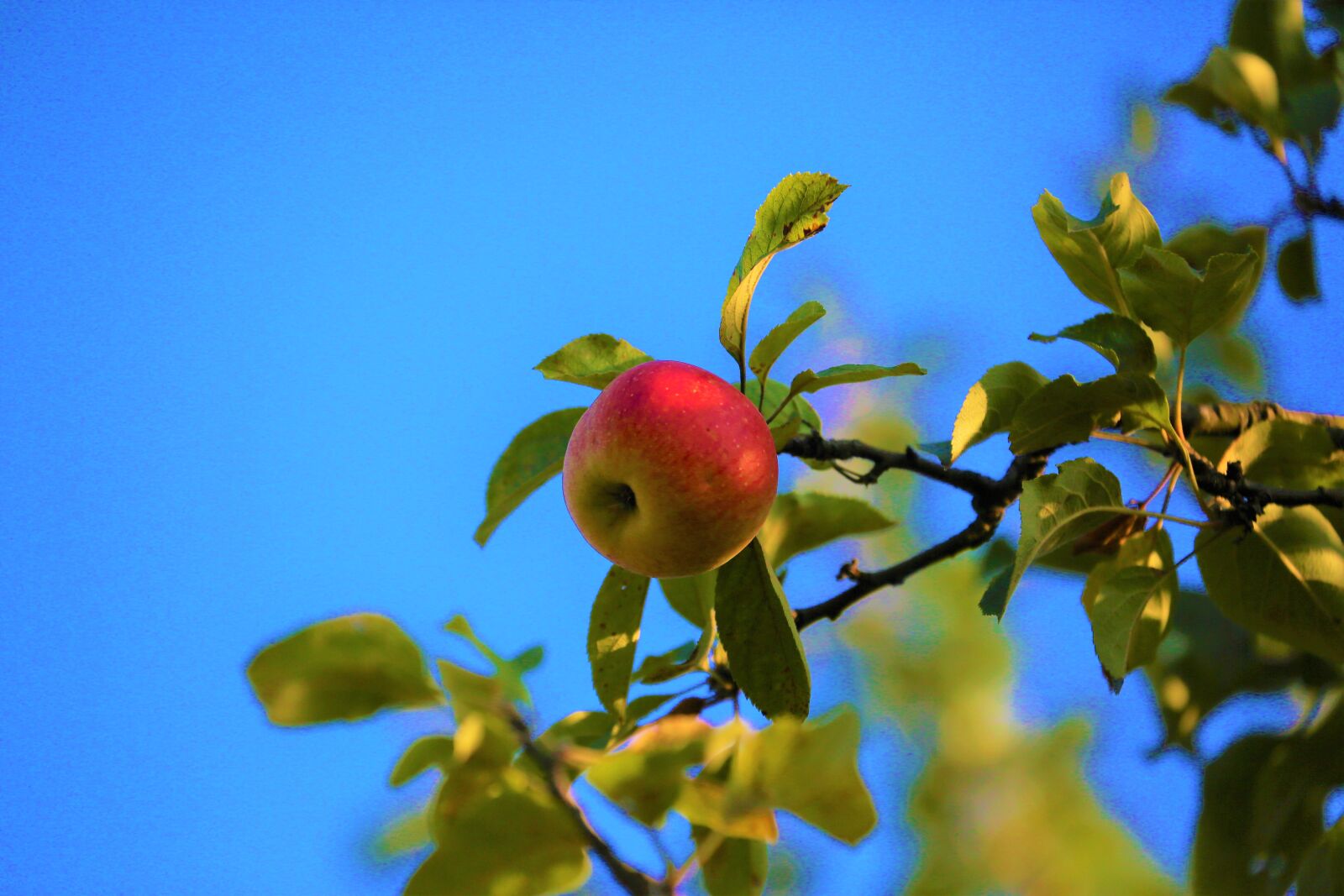 Canon EOS 5D Mark III + Canon EF 70-300mm F4-5.6L IS USM sample photo. Apple, tree, nature photography