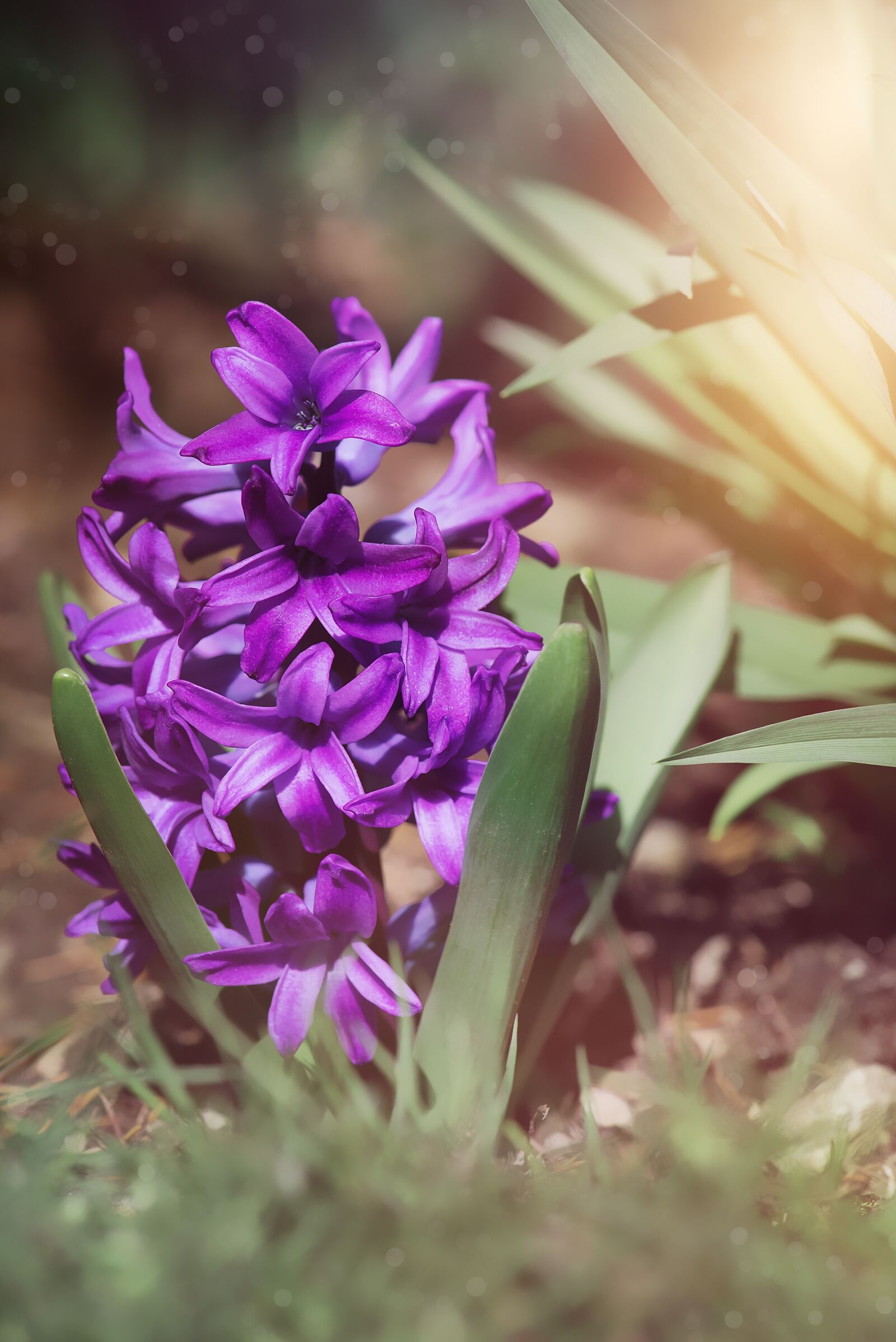 Nikon D750 sample photo. Hyacinth, purple, violet photography