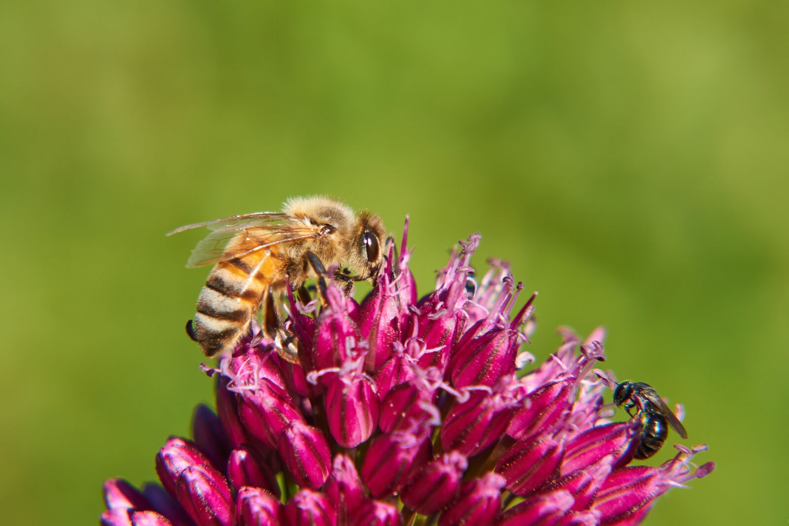 Sony E 55-210mm F4.5-6.3 OSS sample photo. Bee, wasp, insect photography