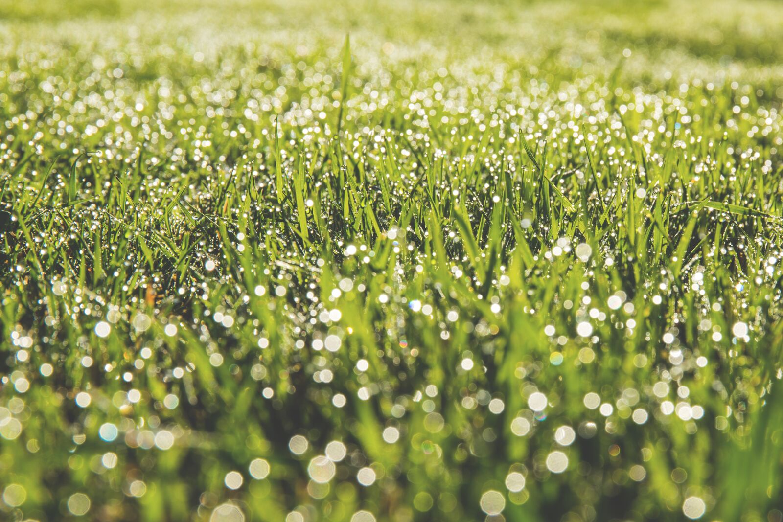 Canon EF 24-70mm F4L IS USM sample photo. Green, grass, yard photography