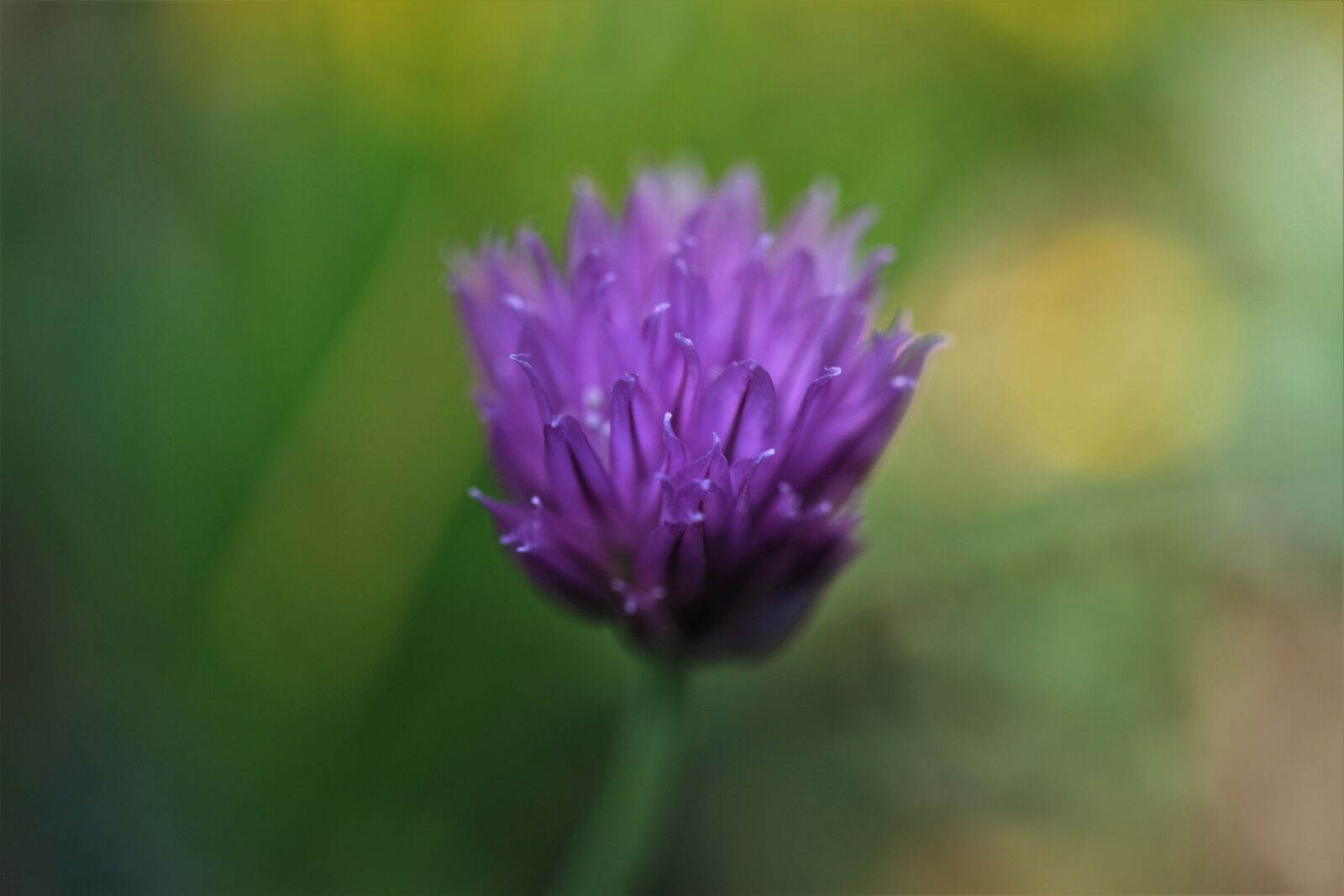 Canon EOS 7D sample photo. Chives, blossom, bloom photography