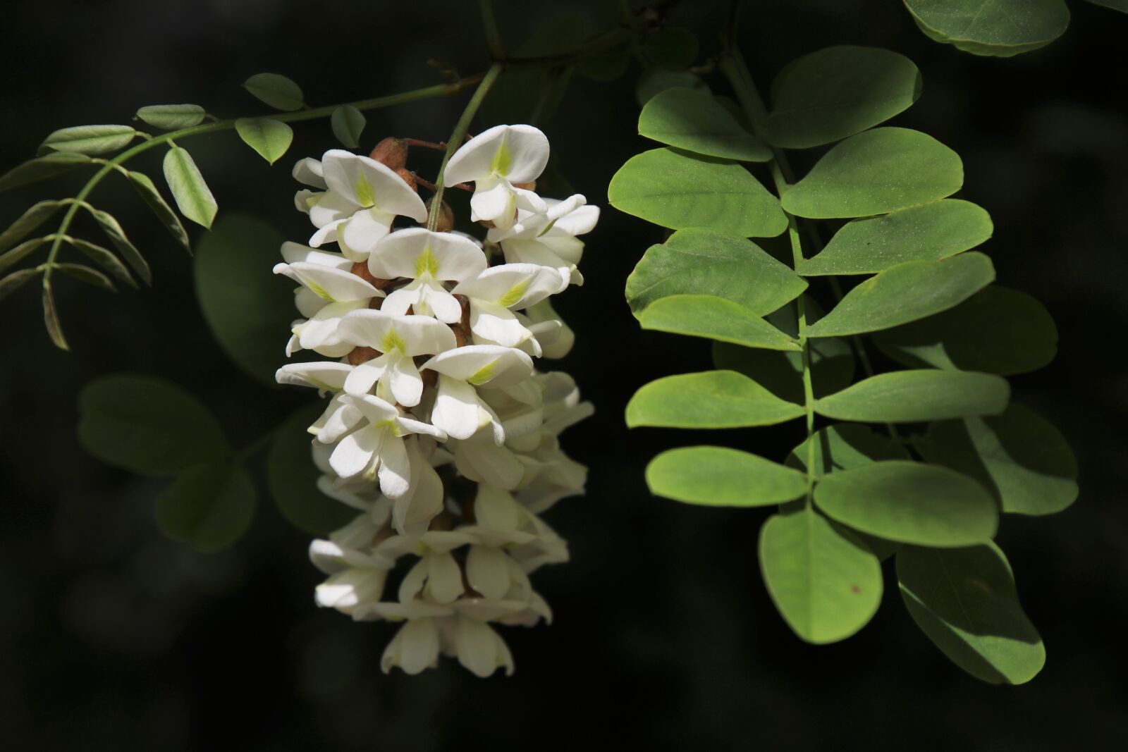 Canon EOS 80D sample photo. Acacia, white, flowering photography