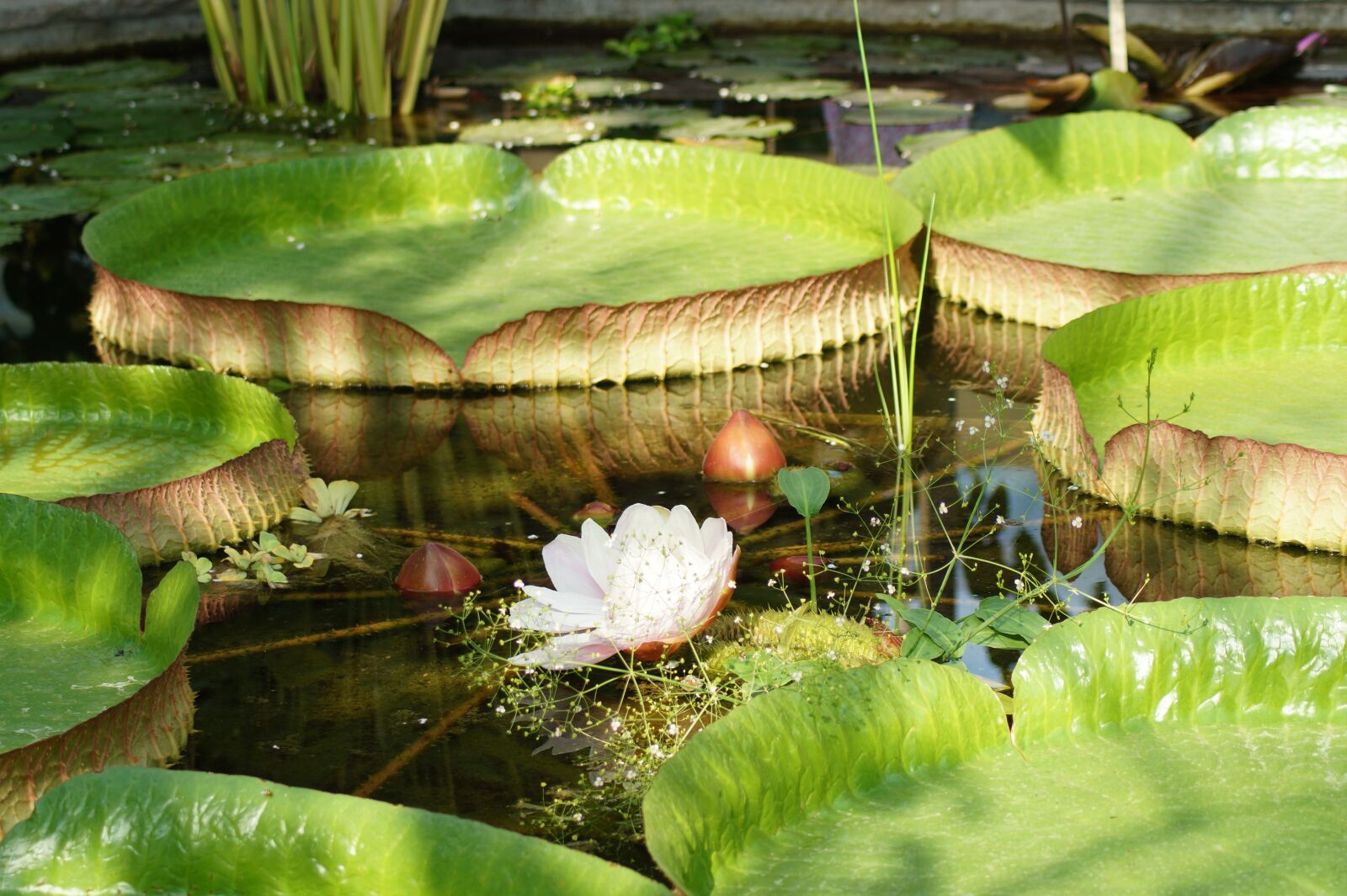Sony SLT-A58 sample photo. Water lily, lotus, lotus photography