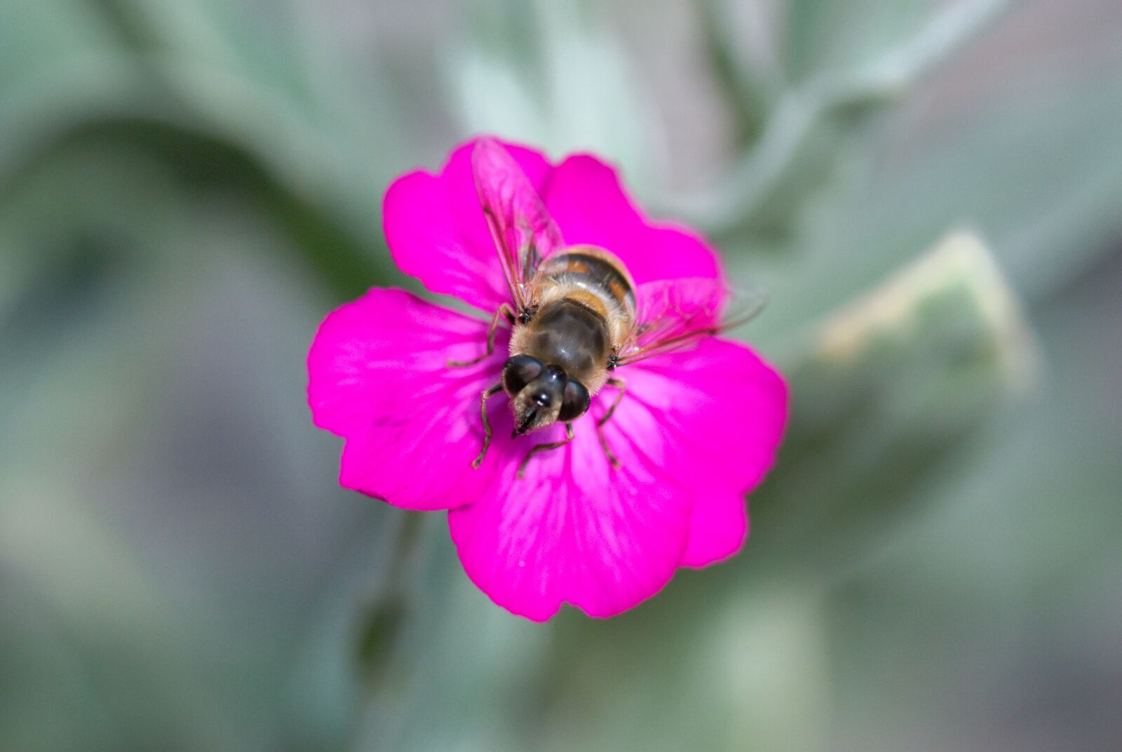 Nikon D80 sample photo. Blossom, bloom, violet photography