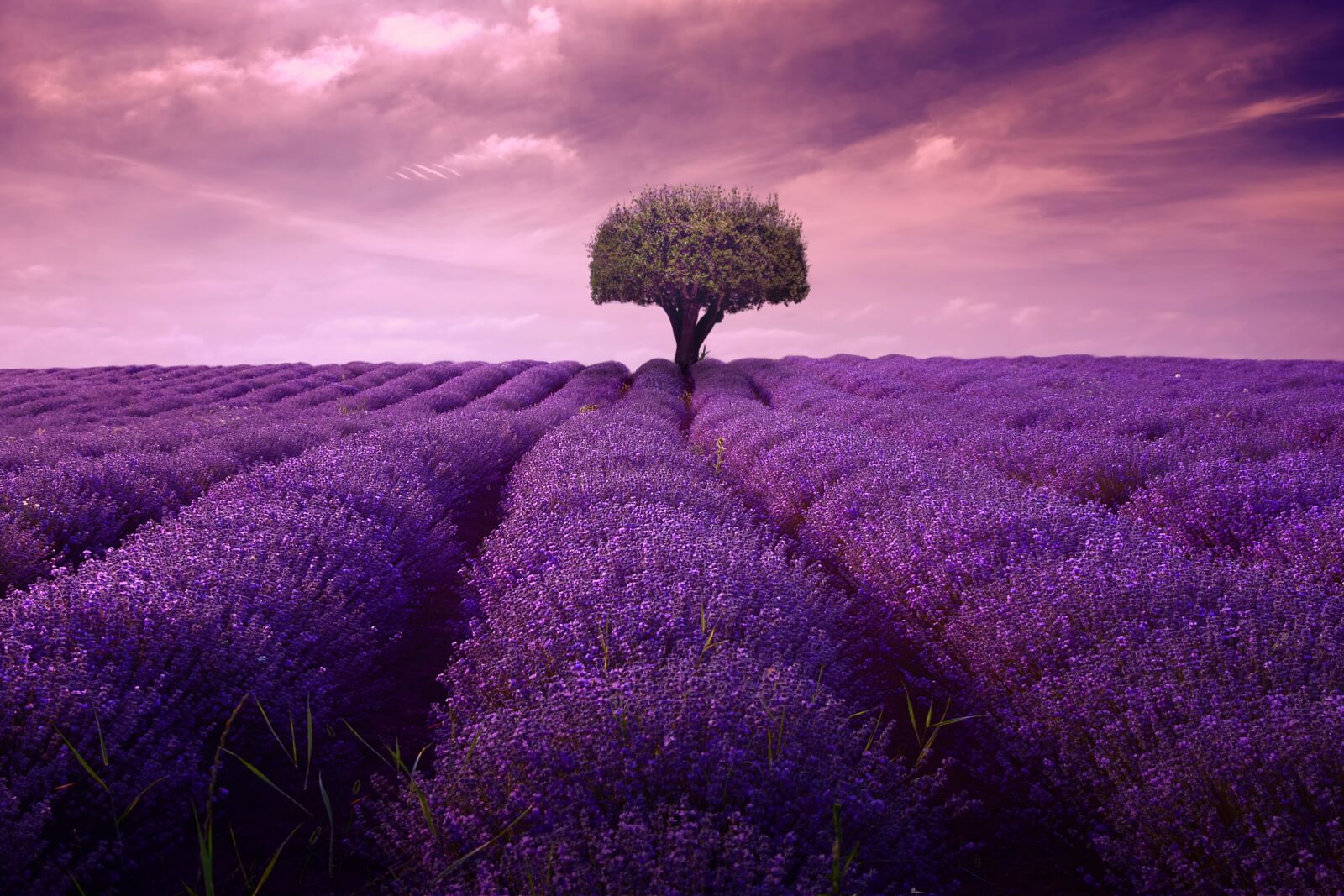 Nikon D5300 sample photo. Lavender, tree, fineart photography