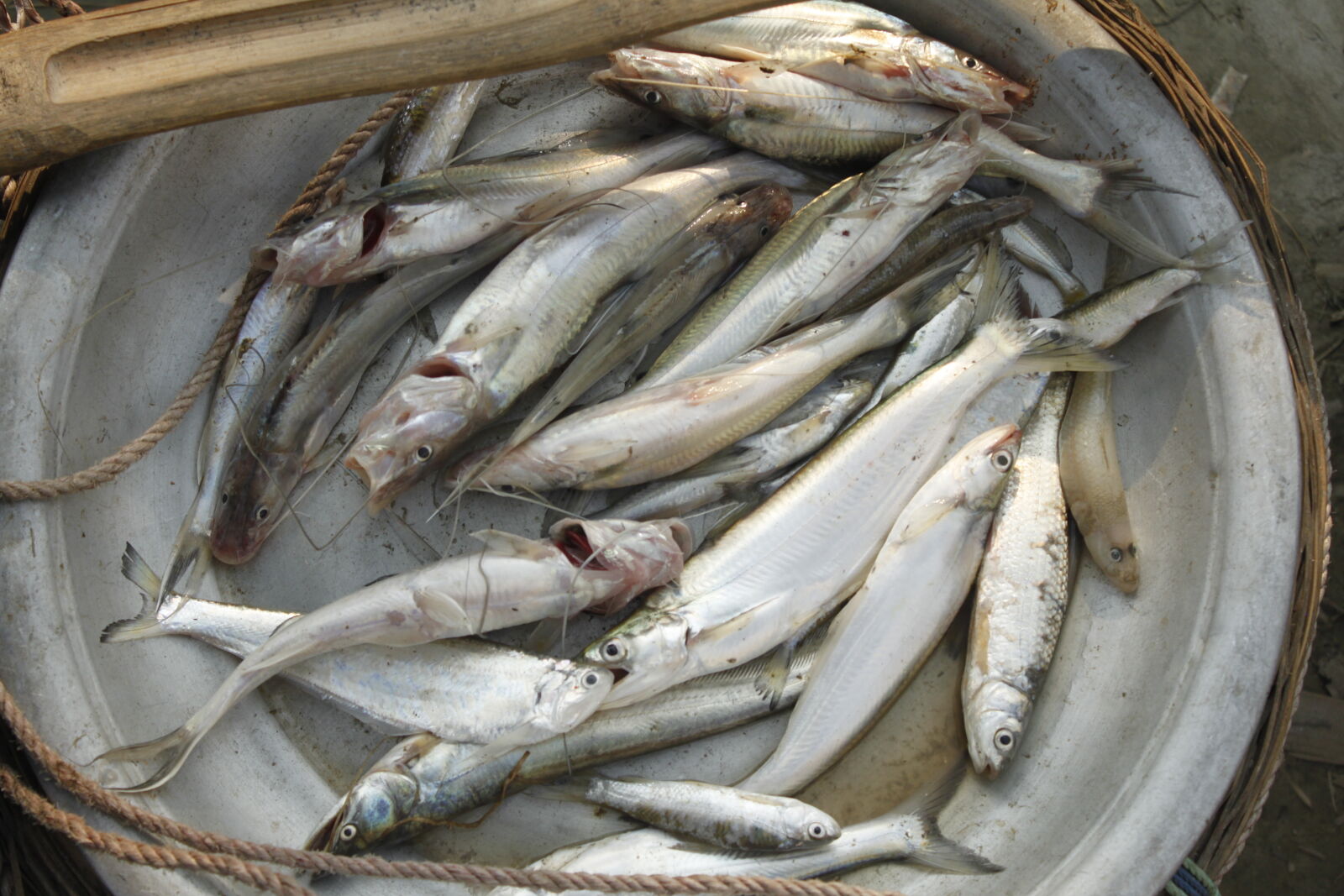 Canon EOS 500D (EOS Rebel T1i / EOS Kiss X3) sample photo. Bangladesh, canal, fish, fisherman photography