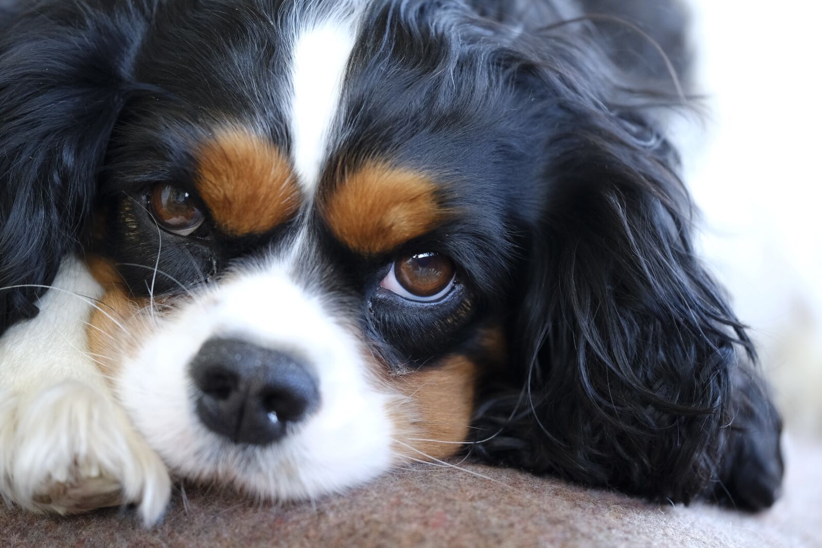 Fujifilm X-T2 + Fujifilm XF 80mm F2.8 R LM OIS WR Macro sample photo. Cavalier king charles, cavalier photography
