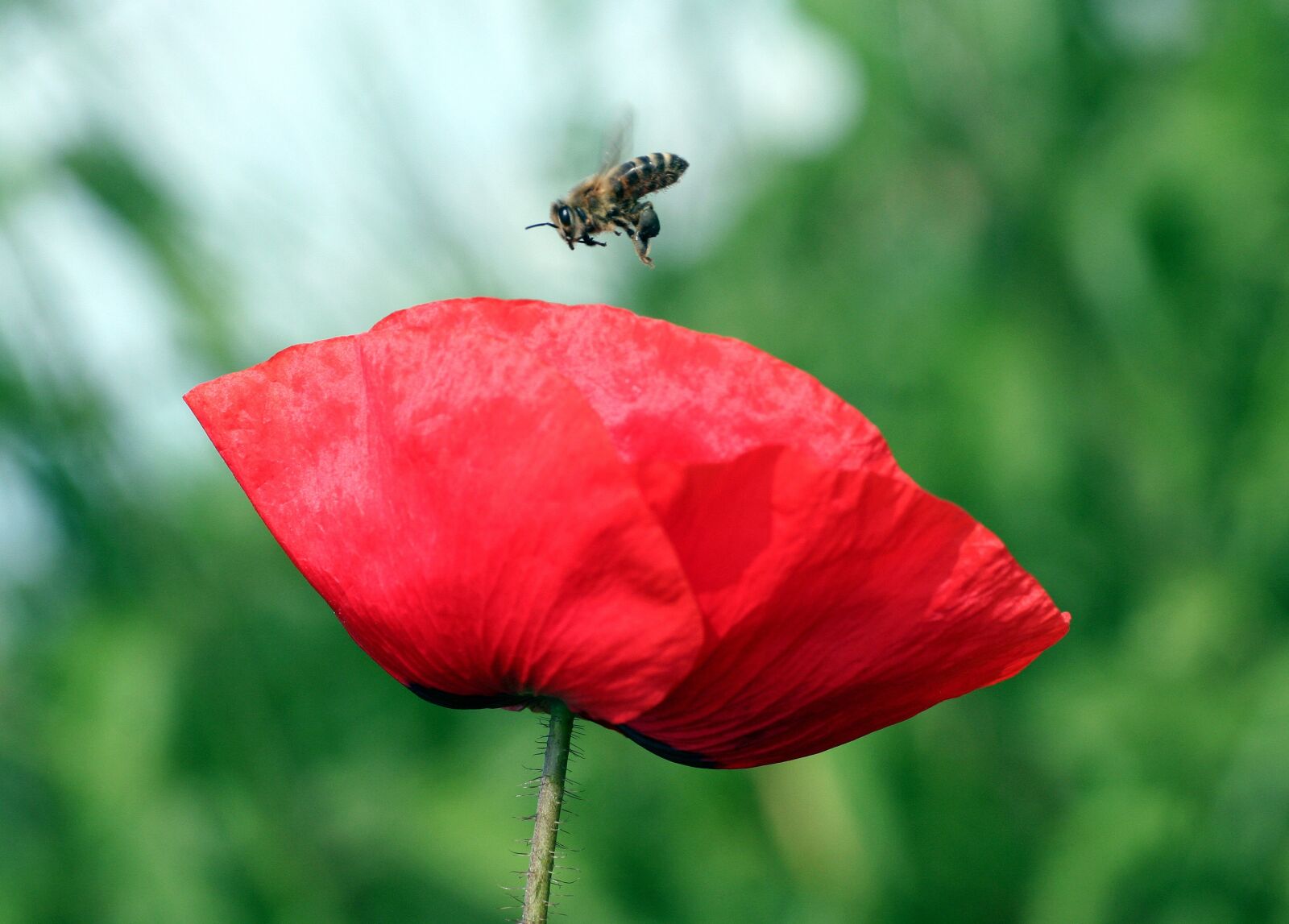 Canon EOS 350D (EOS Digital Rebel XT / EOS Kiss Digital N) sample photo. Flower, poppy, petals photography