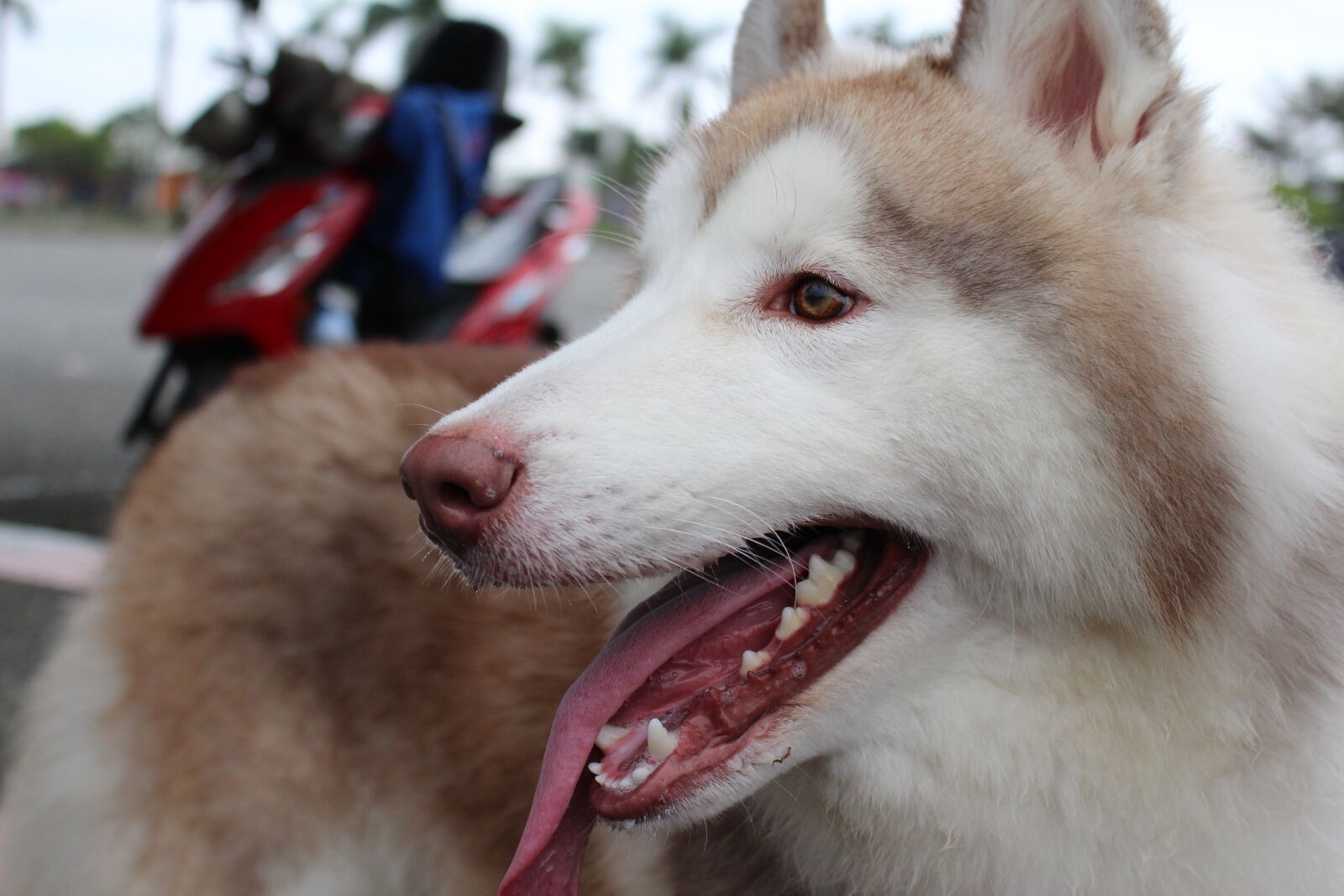 Canon EOS 700D (EOS Rebel T5i / EOS Kiss X7i) sample photo. Husky, dog, animal photography