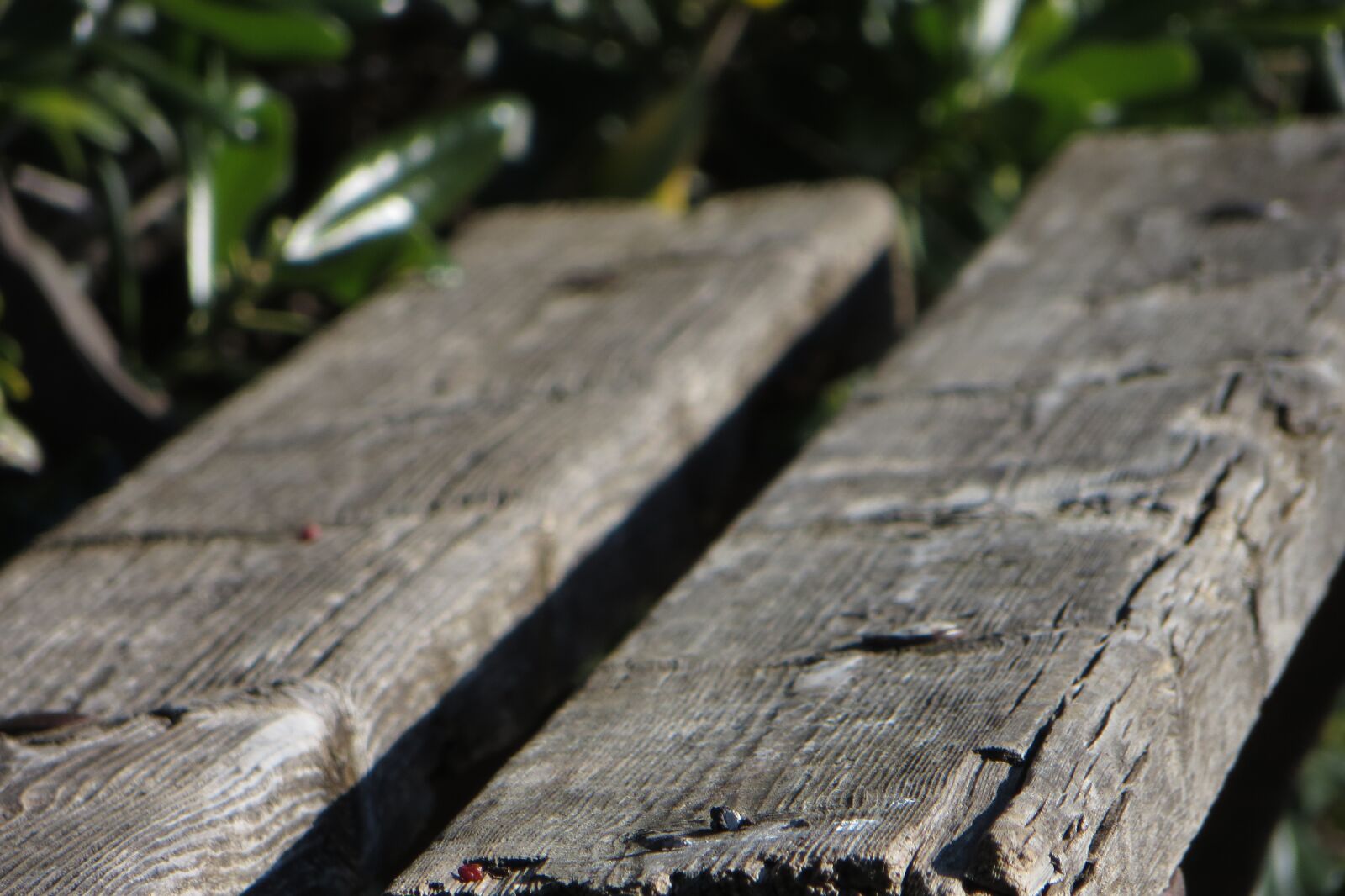 Canon PowerShot SX260 HS sample photo. Bench, wood, nature photography