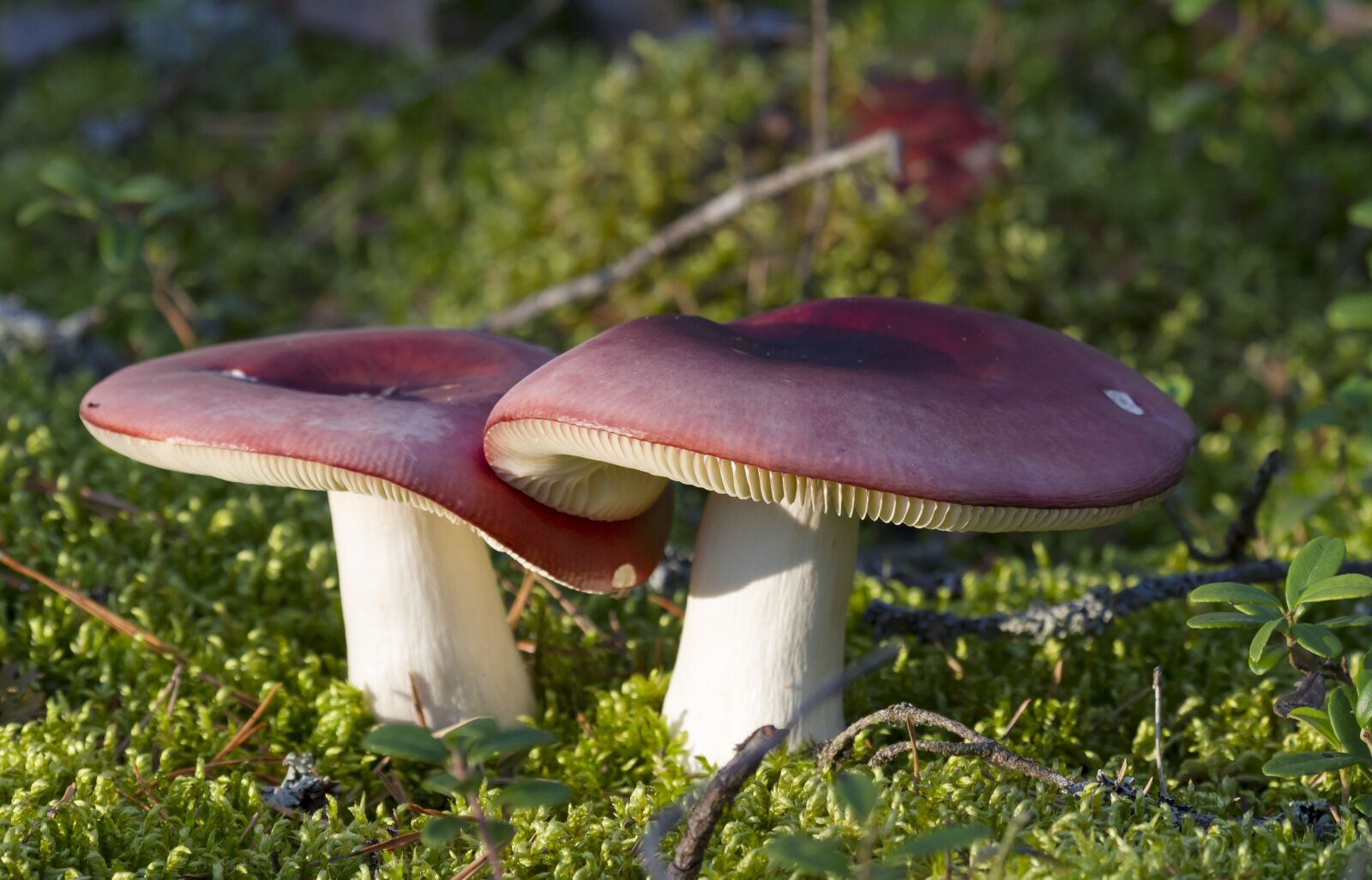 Canon EF 100-400mm F4.5-5.6L IS USM sample photo. Mushroom, autumn, forest photography