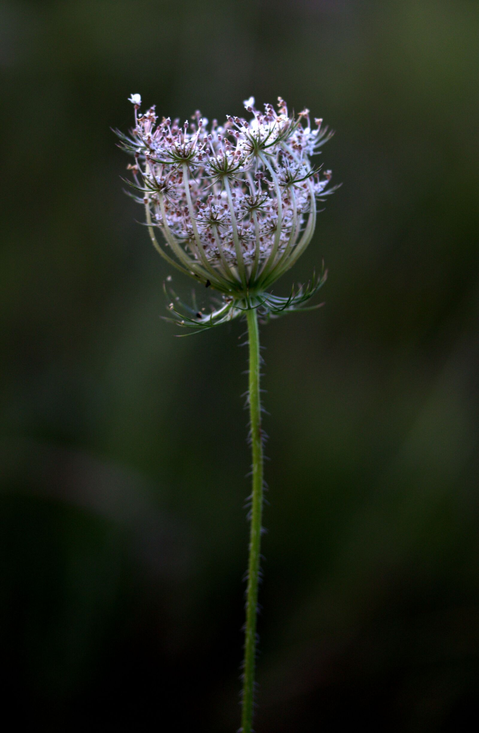 Canon EF-S 60mm F2.8 Macro USM sample photo. Tourists, plant, flower photography
