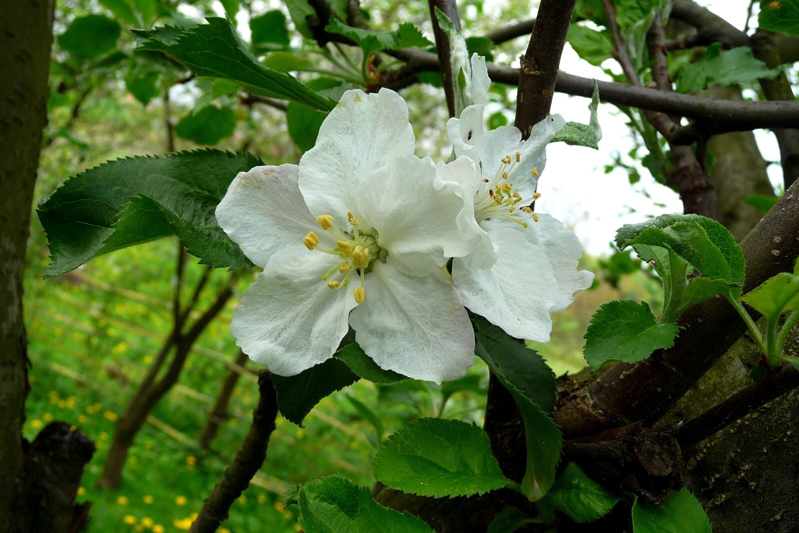 Panasonic Lumix DMC-TZ4 sample photo. Flower, apple, apple flower photography
