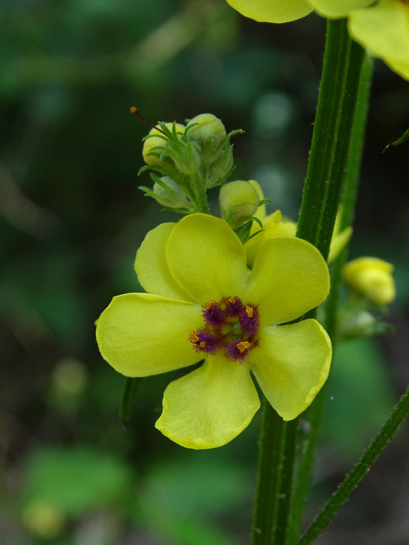 Sony Cyber-shot DSC-HX400V sample photo. Mullein, flower, yellow photography