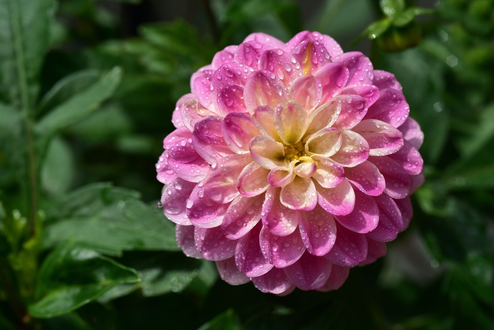 Nikon D750 sample photo. Dahlia, flower, blossom photography