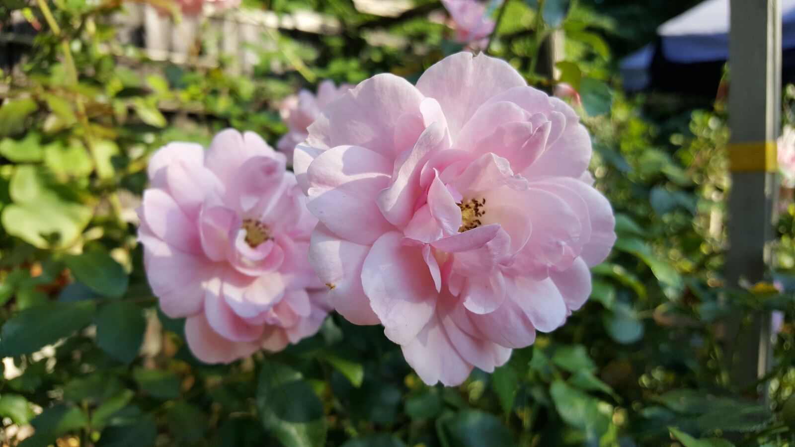 Samsung Galaxy S6 sample photo. Rose, blossom, bloom photography