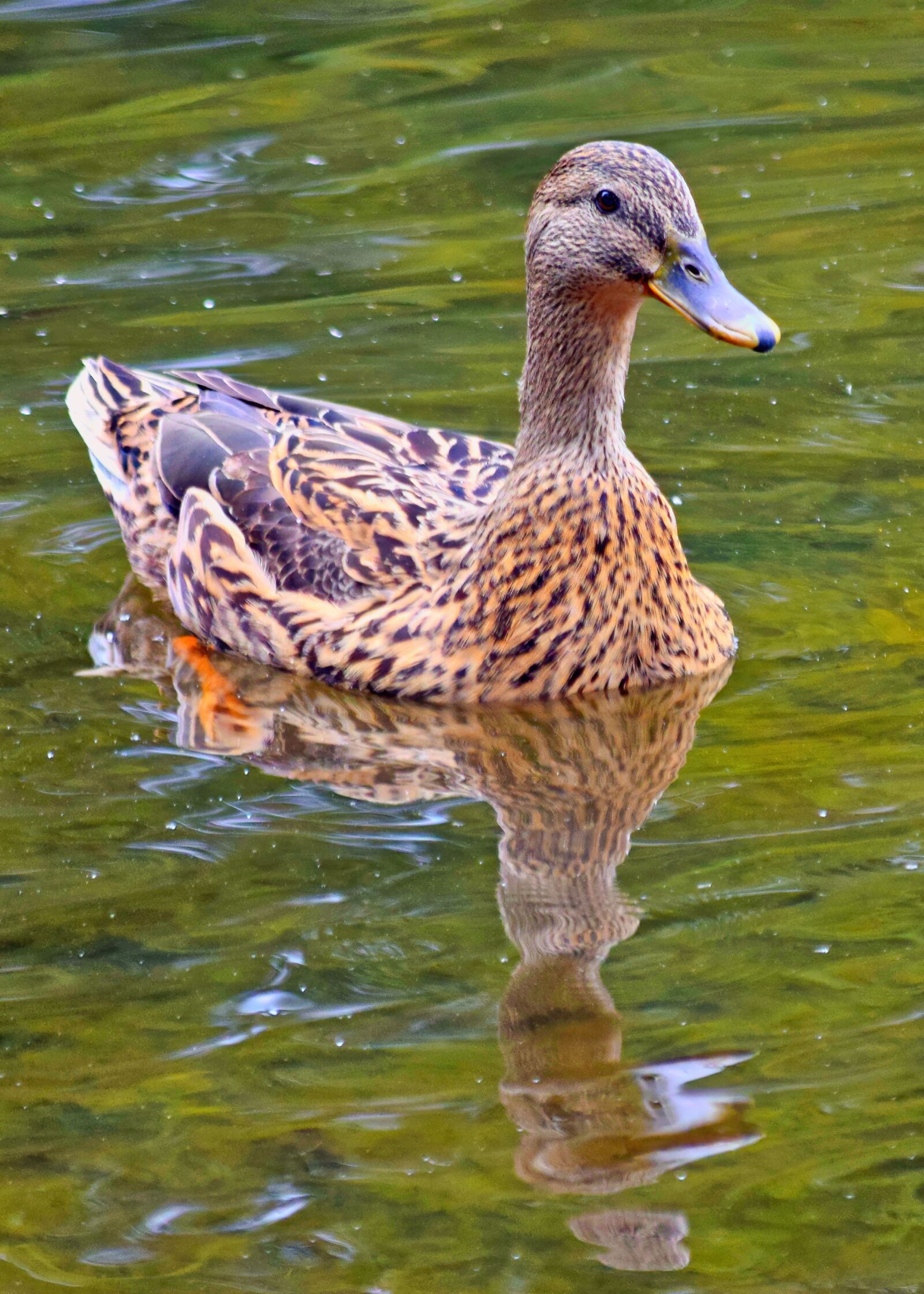 Nikon D3300 sample photo. Duck, mallard, female photography