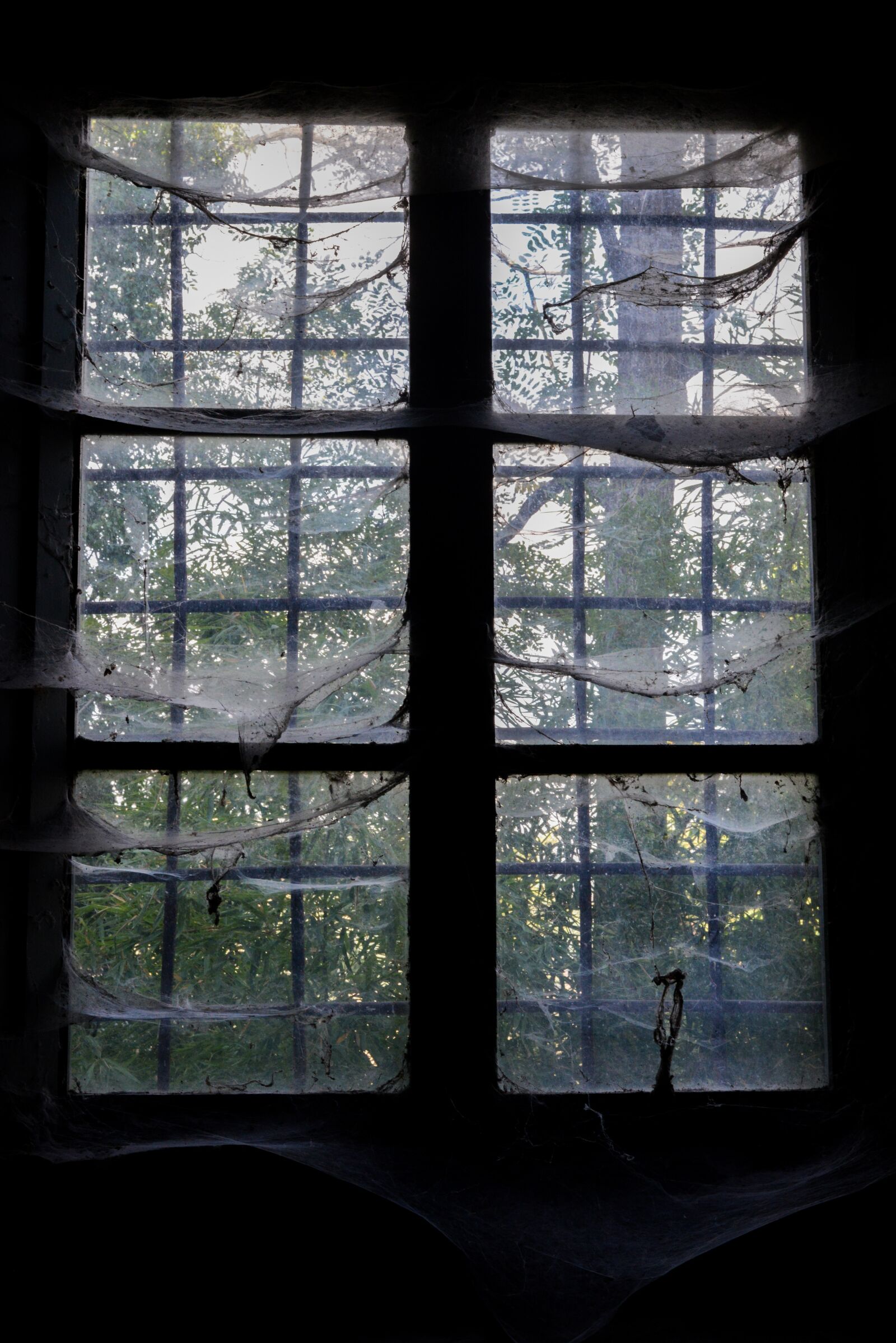 Nikon D800 sample photo. Window, web, glass photography