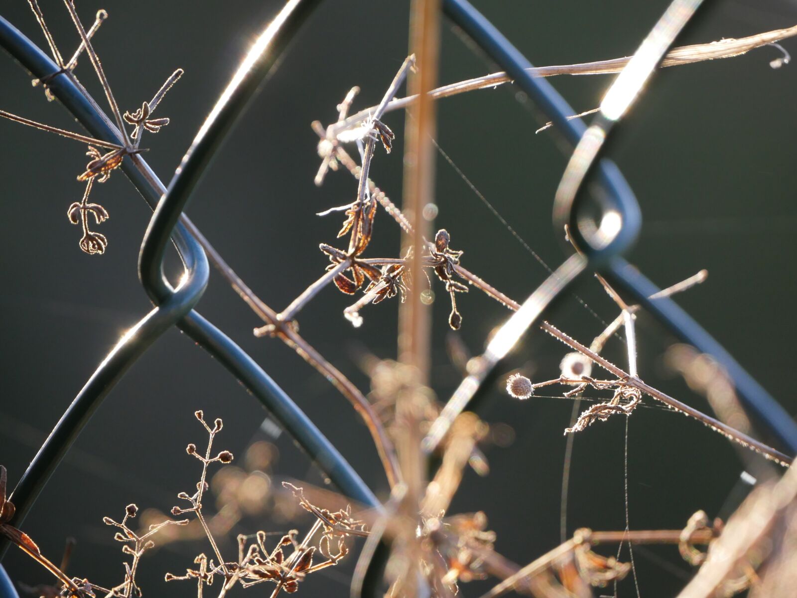 Panasonic Lumix DMC-GX8 sample photo. Fence, nature, landscape photography