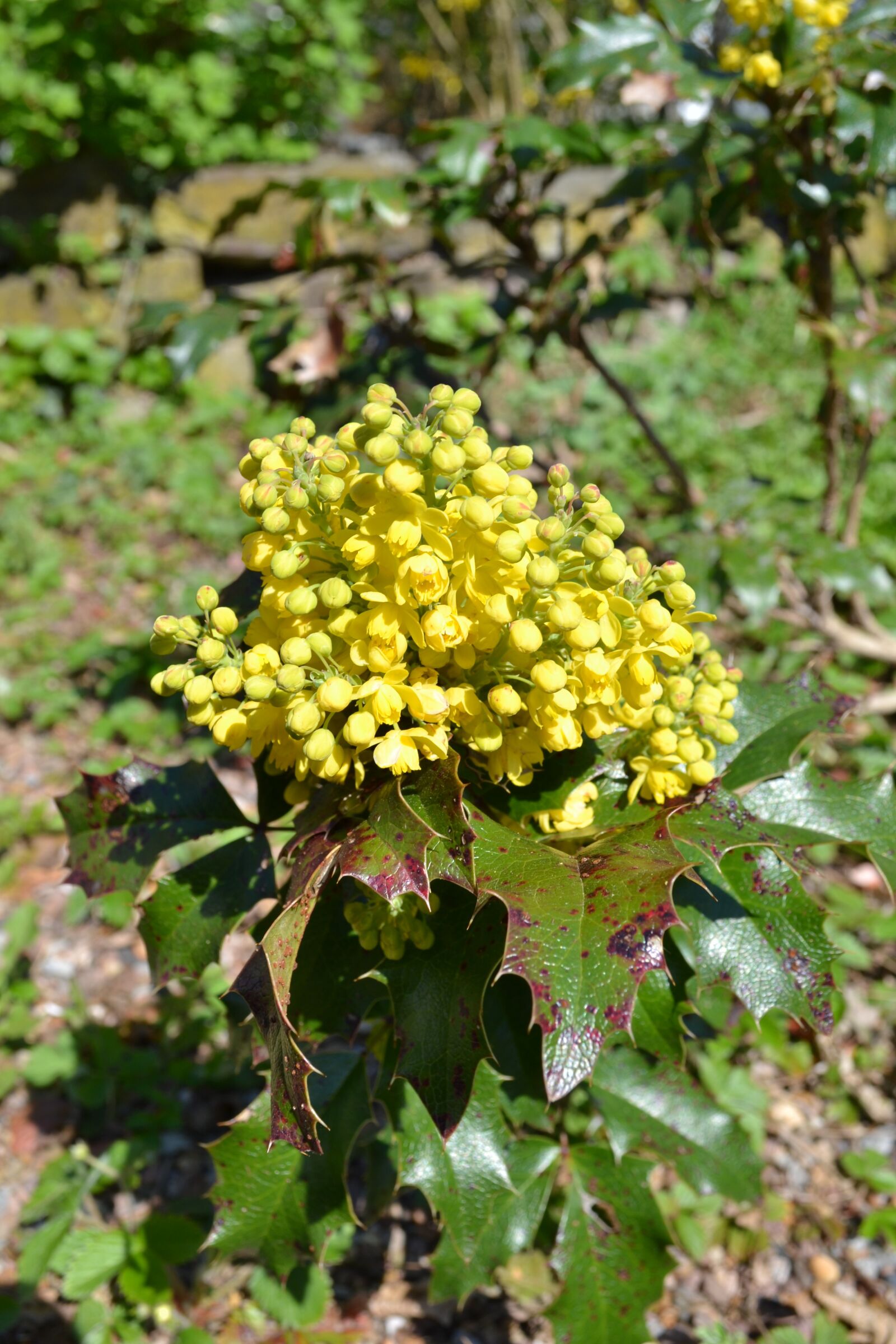 Nikon D3100 sample photo. Holly, flower, yellow photography