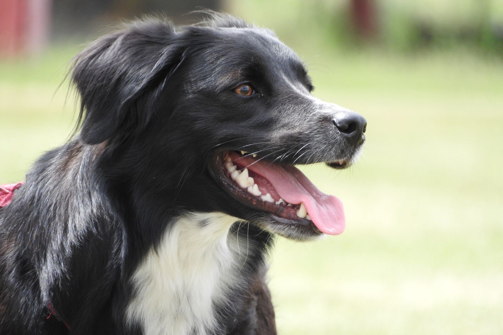 Nikon Coolpix P610 sample photo. Border collie, collie, cattle photography