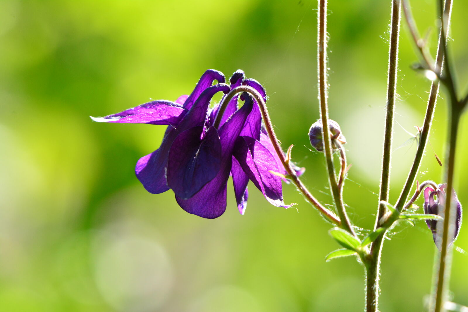 Nikon D7100 sample photo