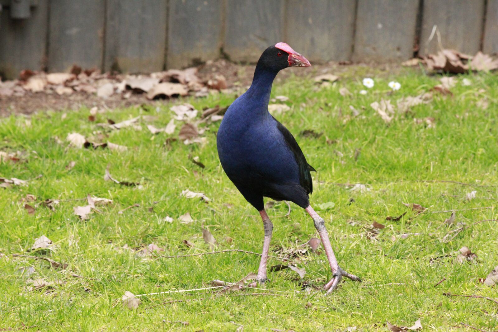 Canon EOS 550D (EOS Rebel T2i / EOS Kiss X4) sample photo. Pukeko, birds, waterfowl photography
