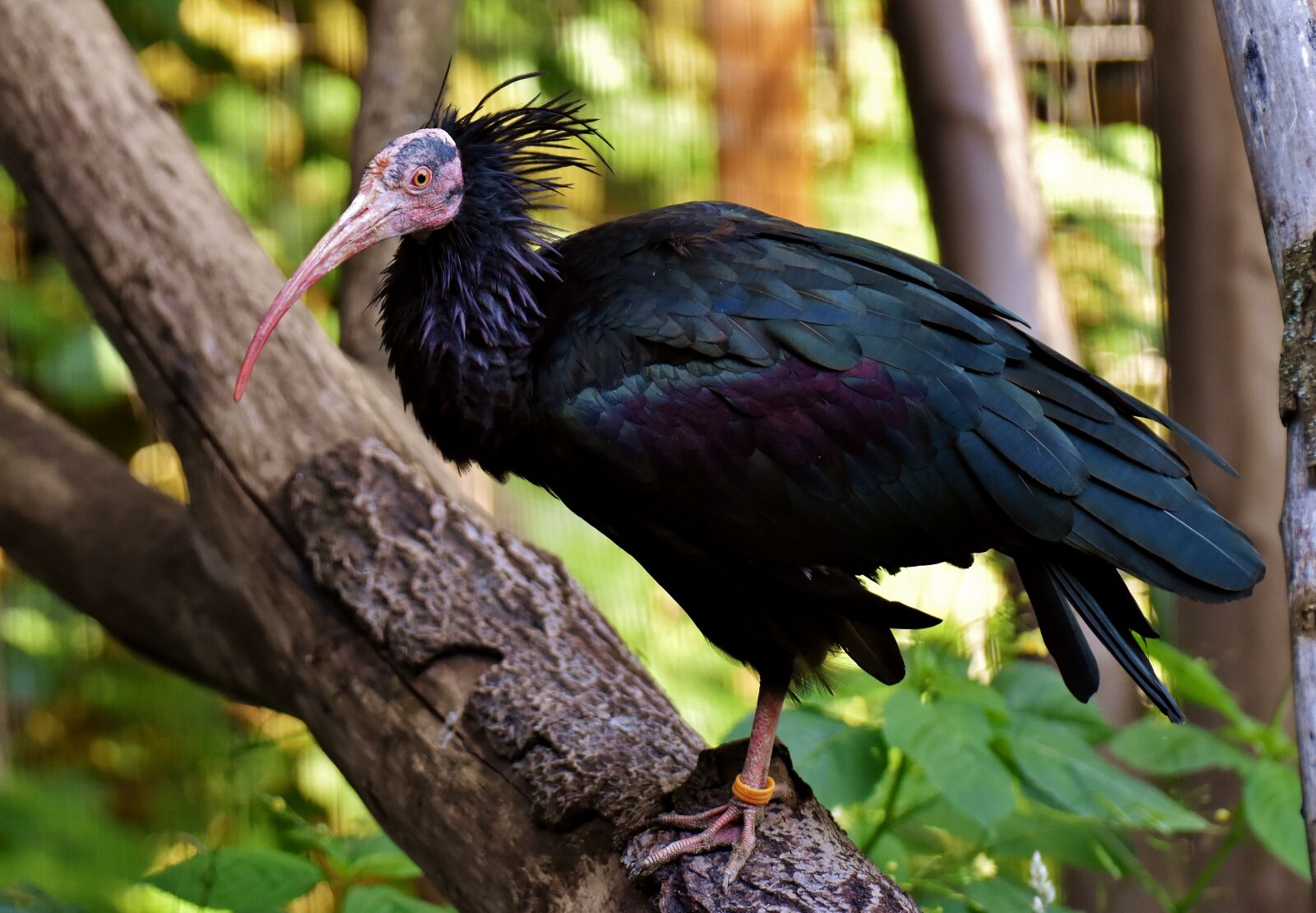 Nikon D7200 sample photo. Northern bald ibis, portrait photography