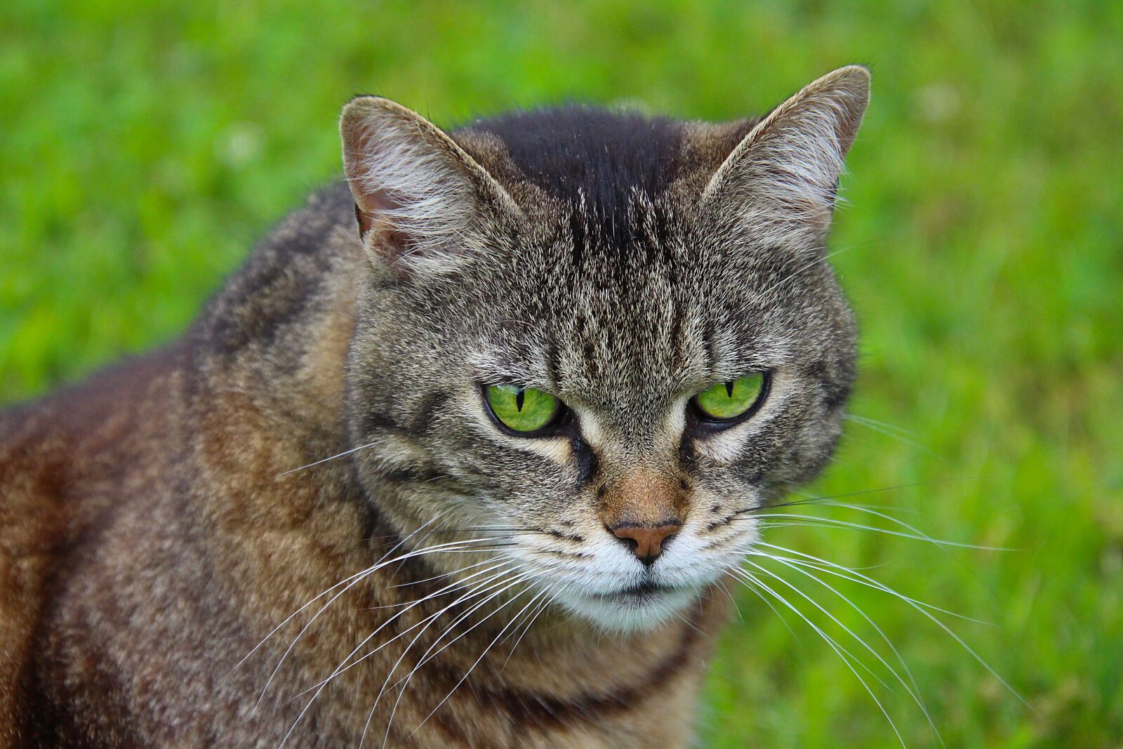 Canon EOS 700D (EOS Rebel T5i / EOS Kiss X7i) sample photo. Cat, animal, head photography