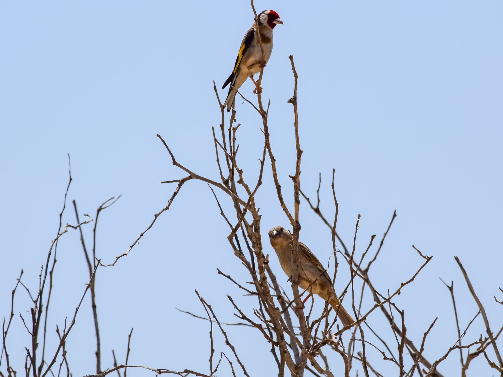 Nikon D3300 sample photo. Birds, tree, branch photography
