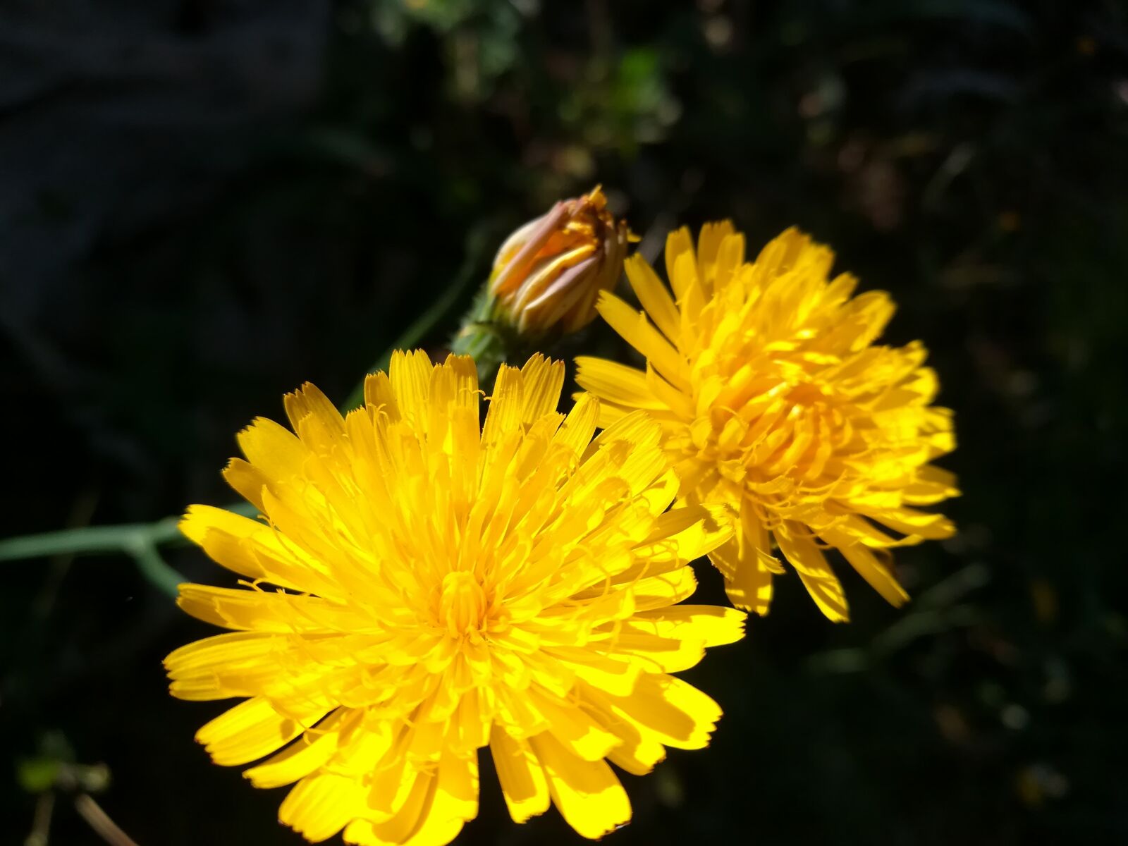 HUAWEI GR5 2017 sample photo. Flower, yellow, sunflower photography