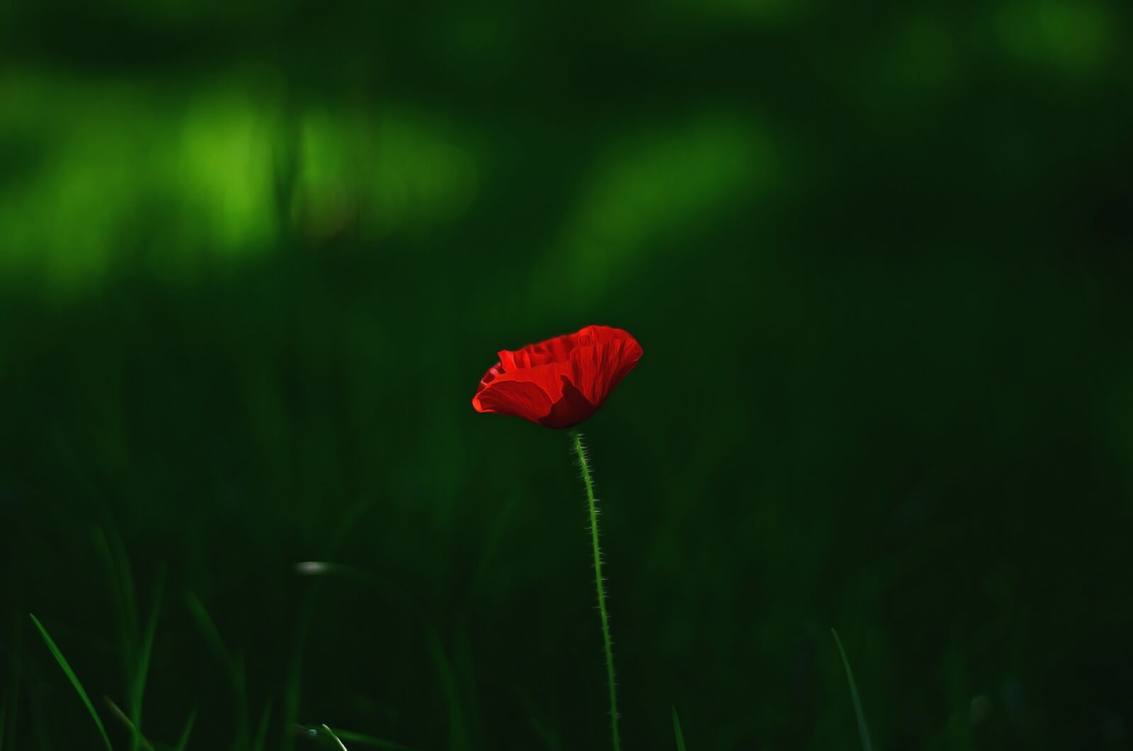 Nikon D5100 sample photo. Flower, macro, plant photography