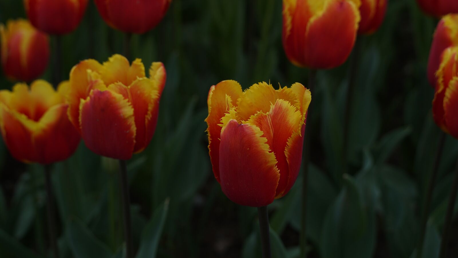 Sony a6500 sample photo. Tulips, spring, dushanbe photography
