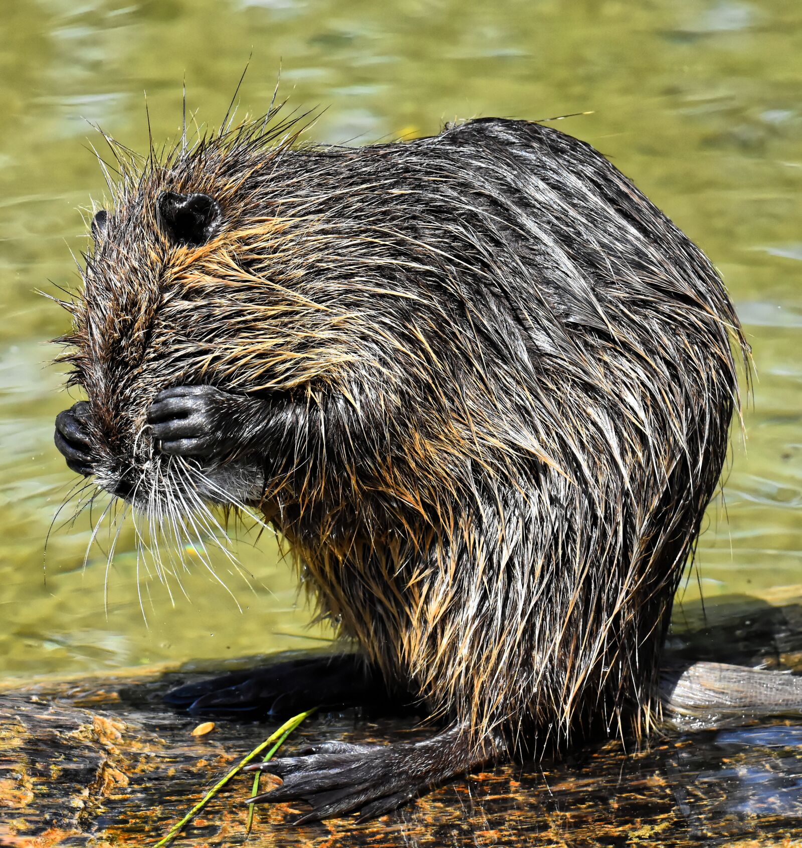 Nikon D7200 sample photo. Nutria, water rat, water photography