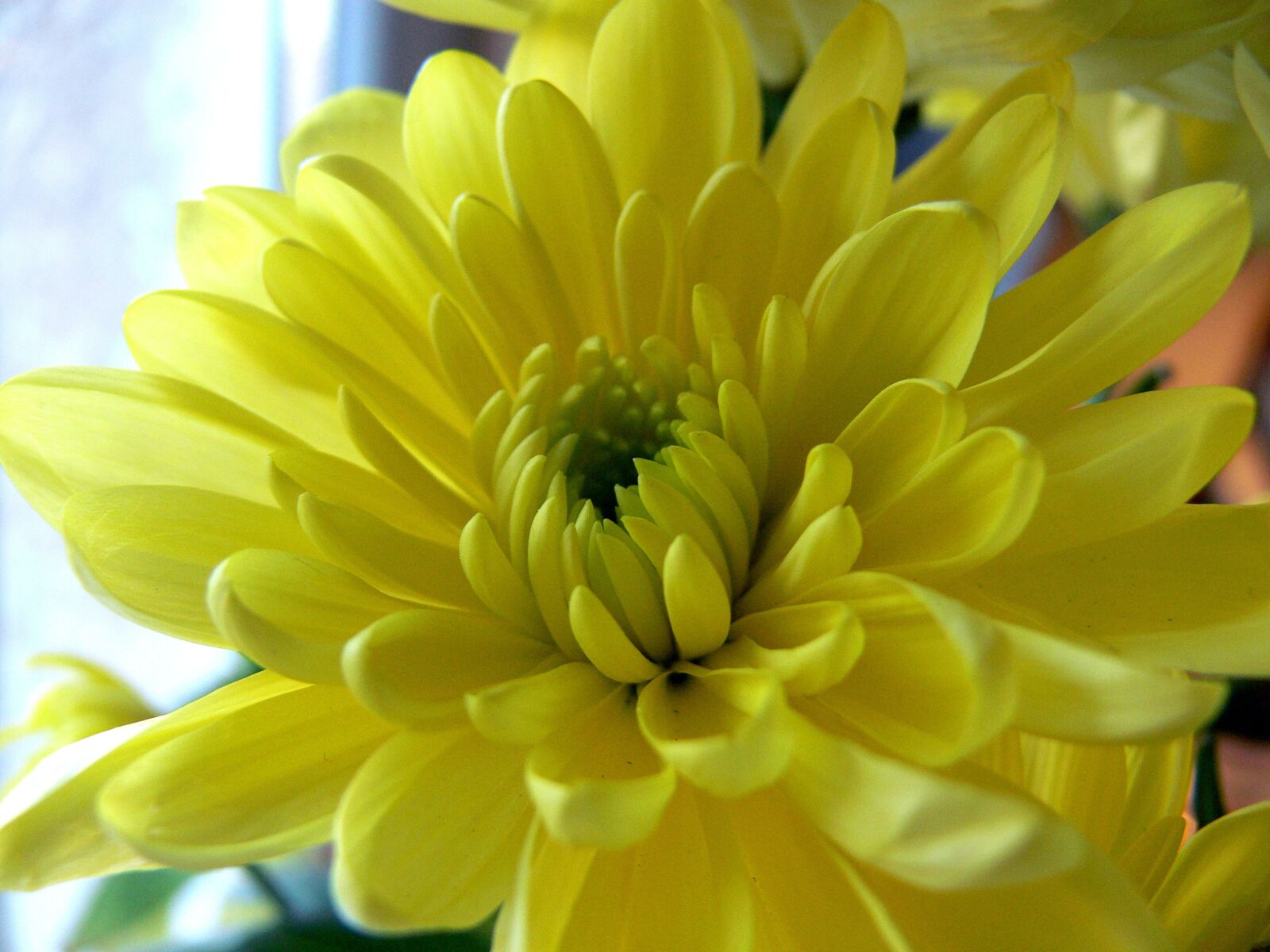 Panasonic DMC-FZ30 sample photo. Flower, yellow, yellow flower photography