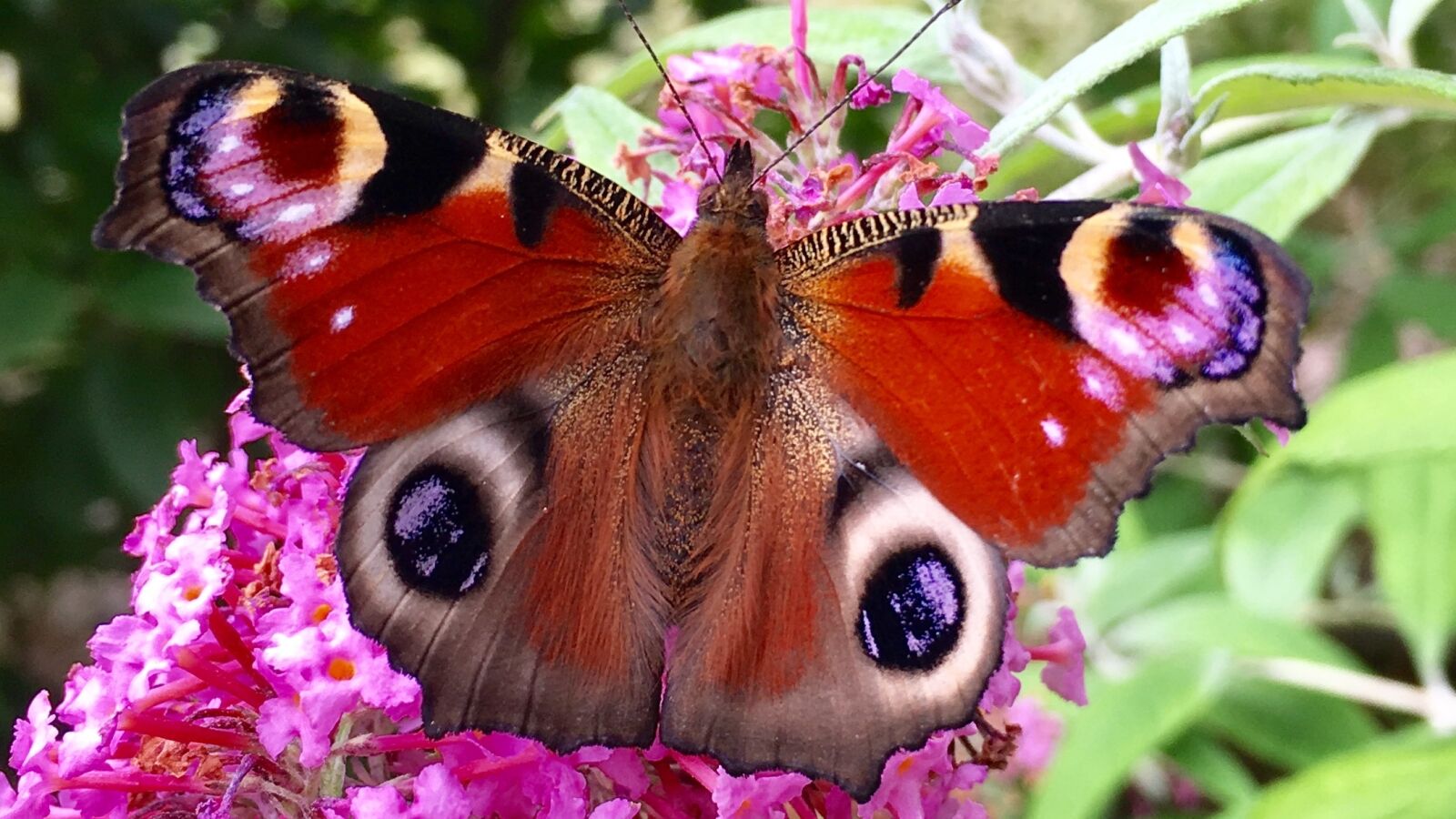 Apple iPhone 6s sample photo. Garden, peacock butterfly, butterfly photography