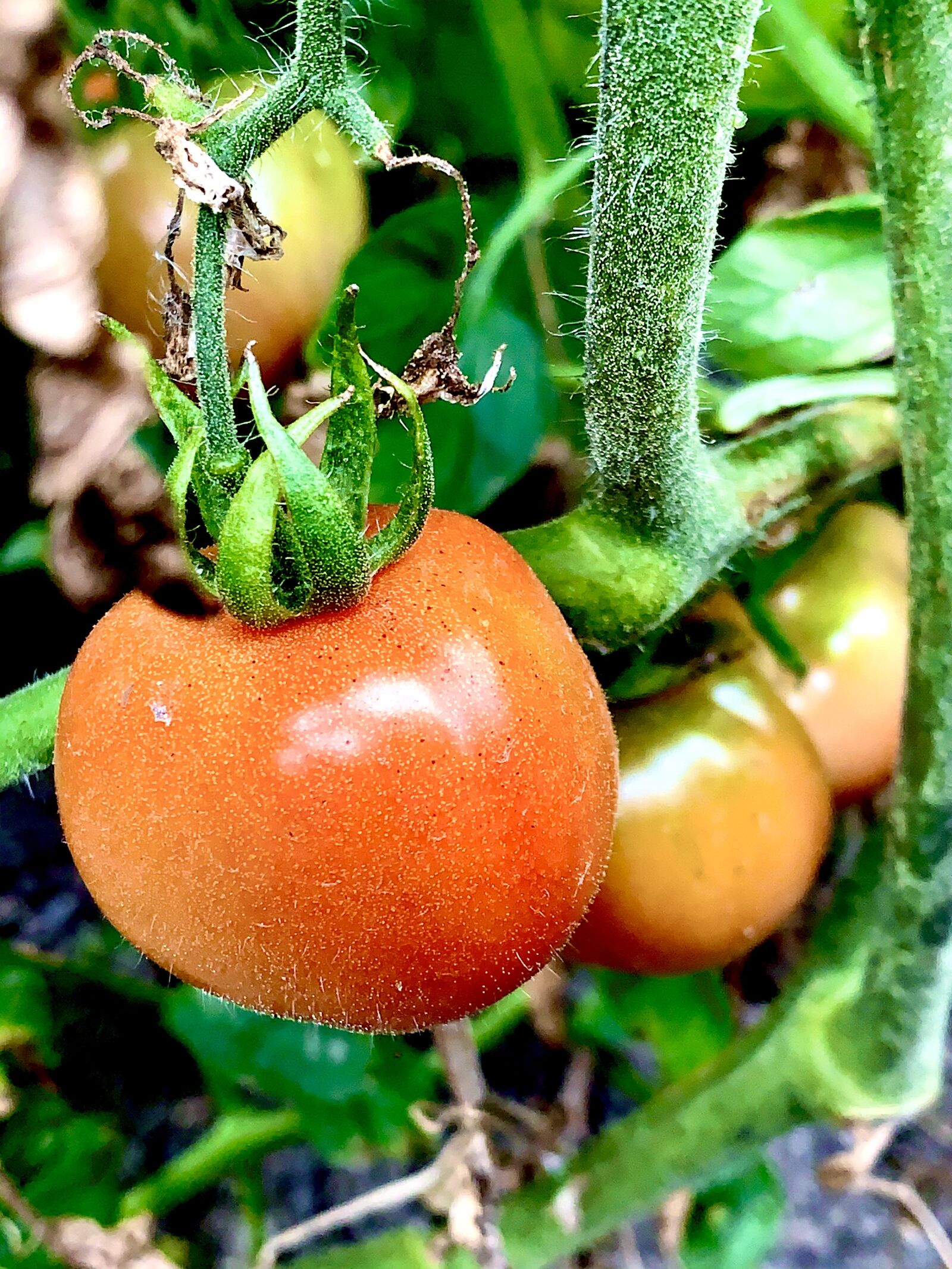 Apple iPhone XS Max + iPhone XS Max back dual camera 4.25mm f/1.8 sample photo. Tomato, garden, vegetables photography