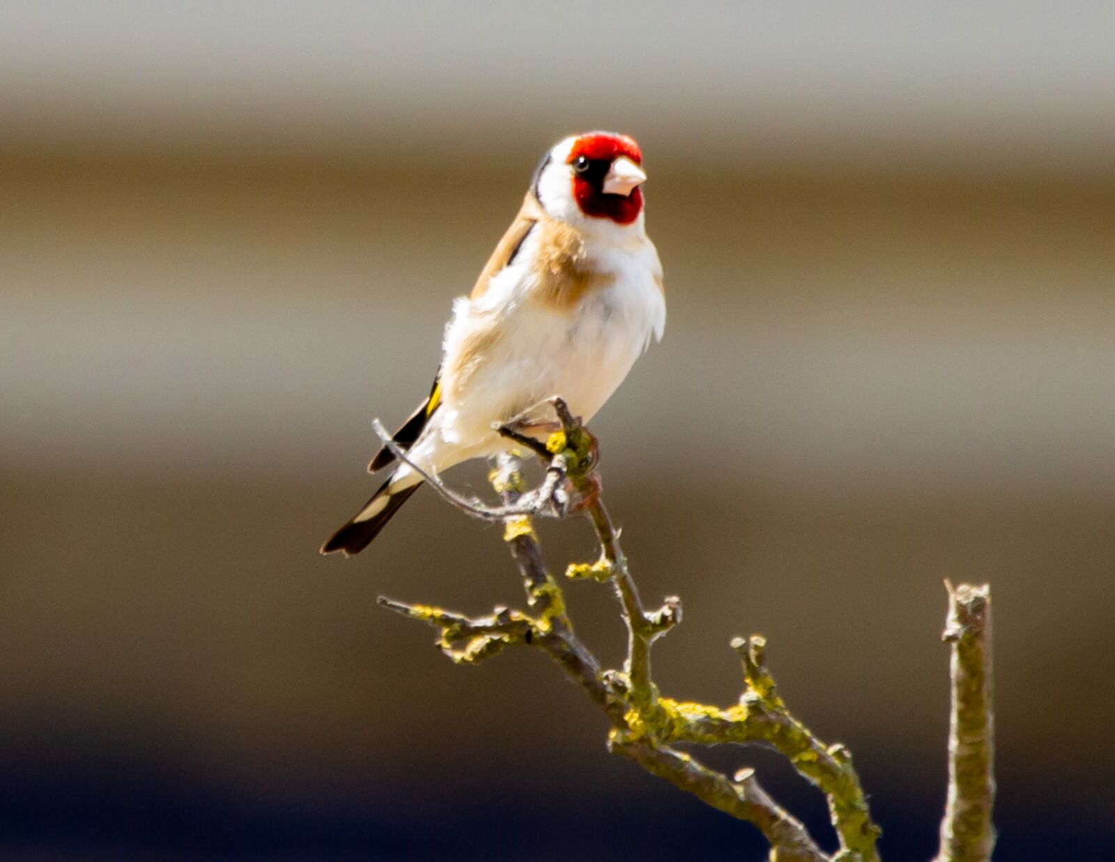 150-600mm F5-6.3 DG OS HSM | Contemporary 015 sample photo. Goldfinch, finch, bird photography